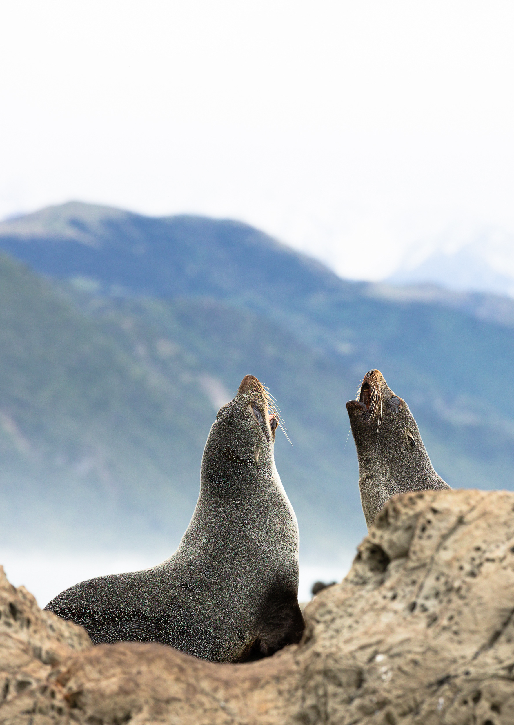 © Darren Creighton Photography | Kaikoura | NZ Fur Seals