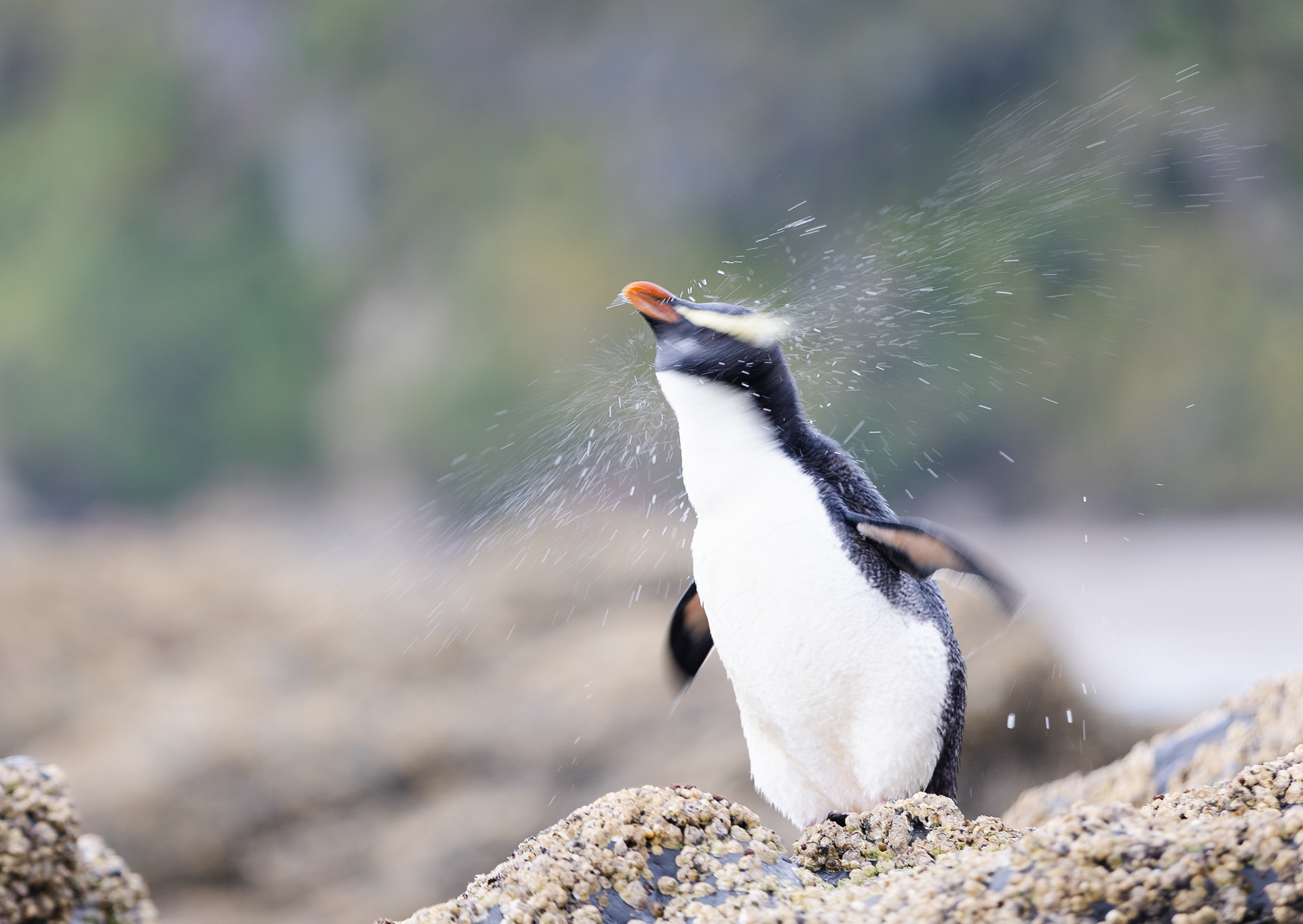 © Darren Creighton Photography | West Coast NZ