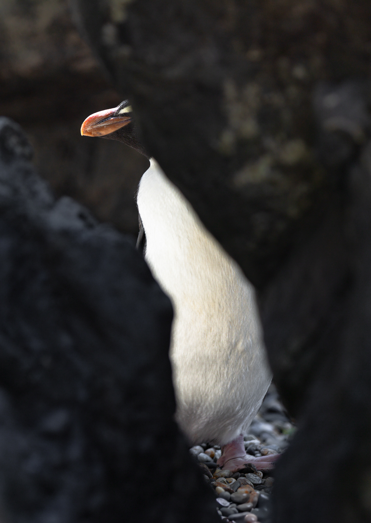 © Darren Creighton Photography | Tawaki | Fiordland Crested Penguin