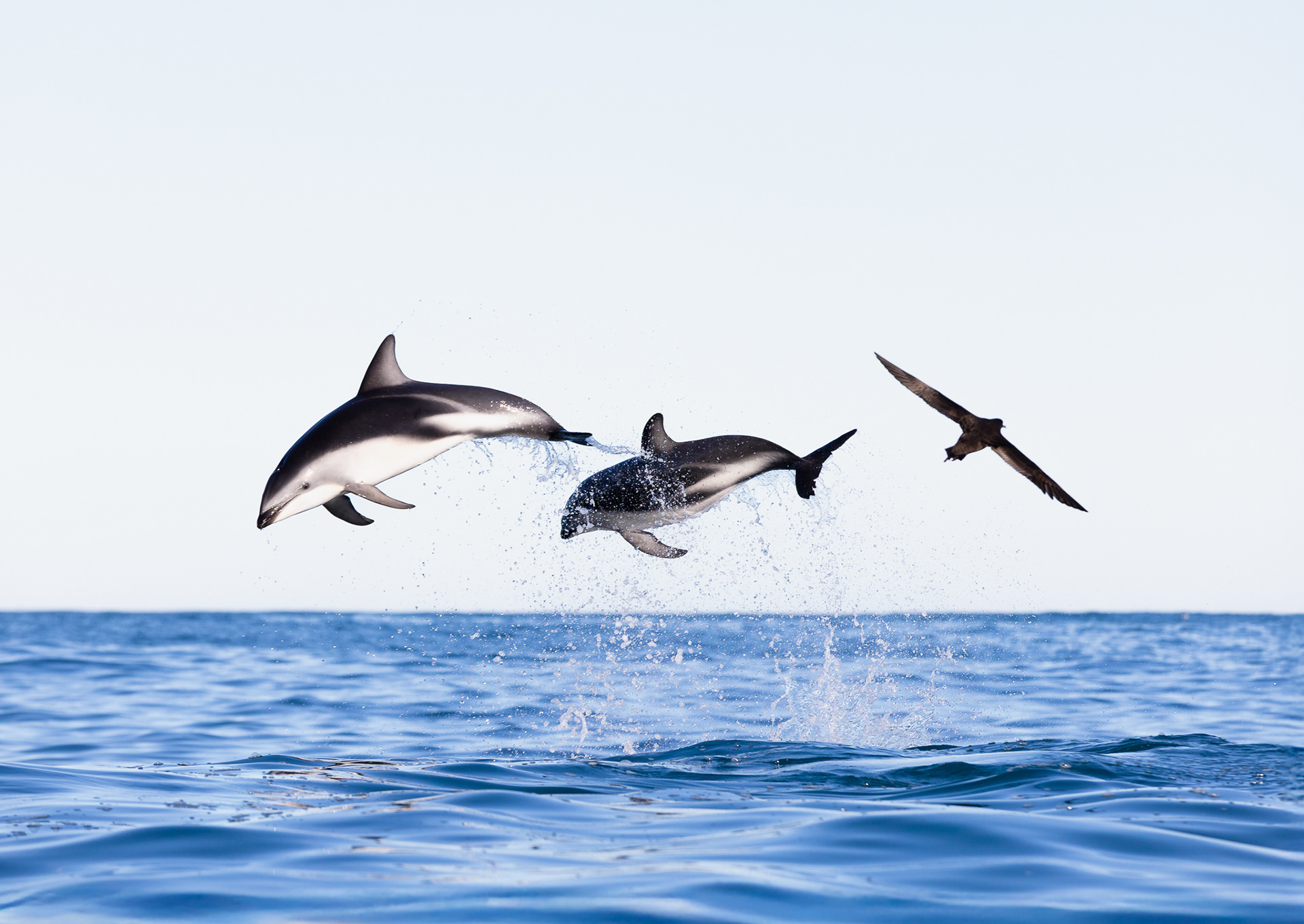 © Darren Creighton Photography  |  Kaikoura  |  Dusky Dolphins