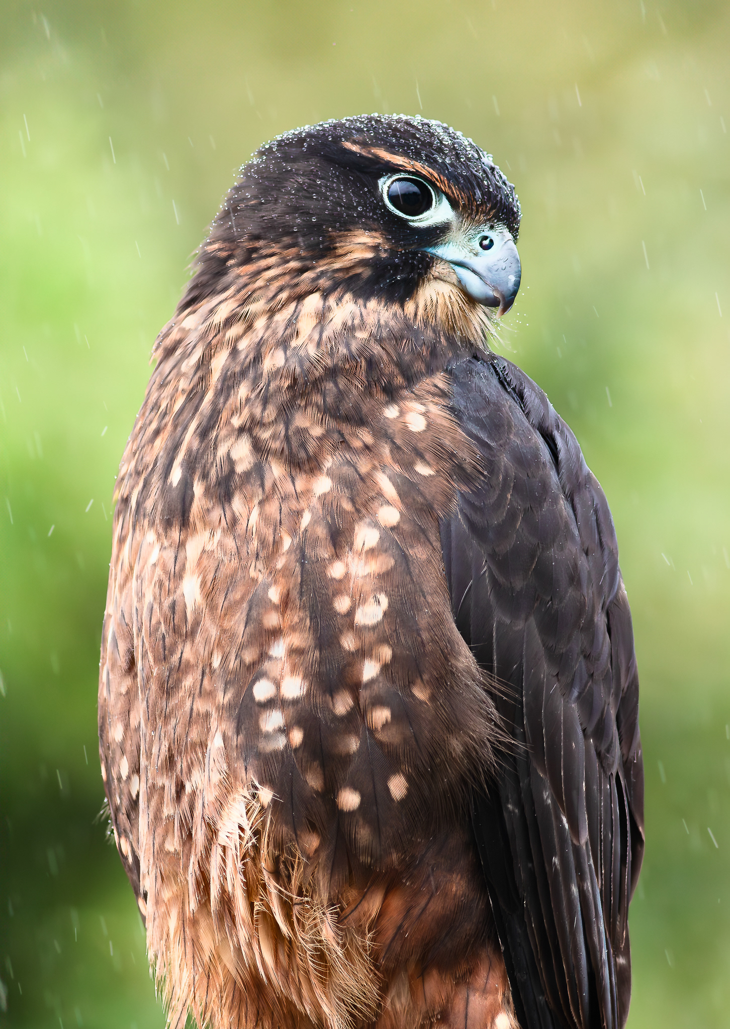 © Darren Creighton Photography | West Coast | NZ Falcon