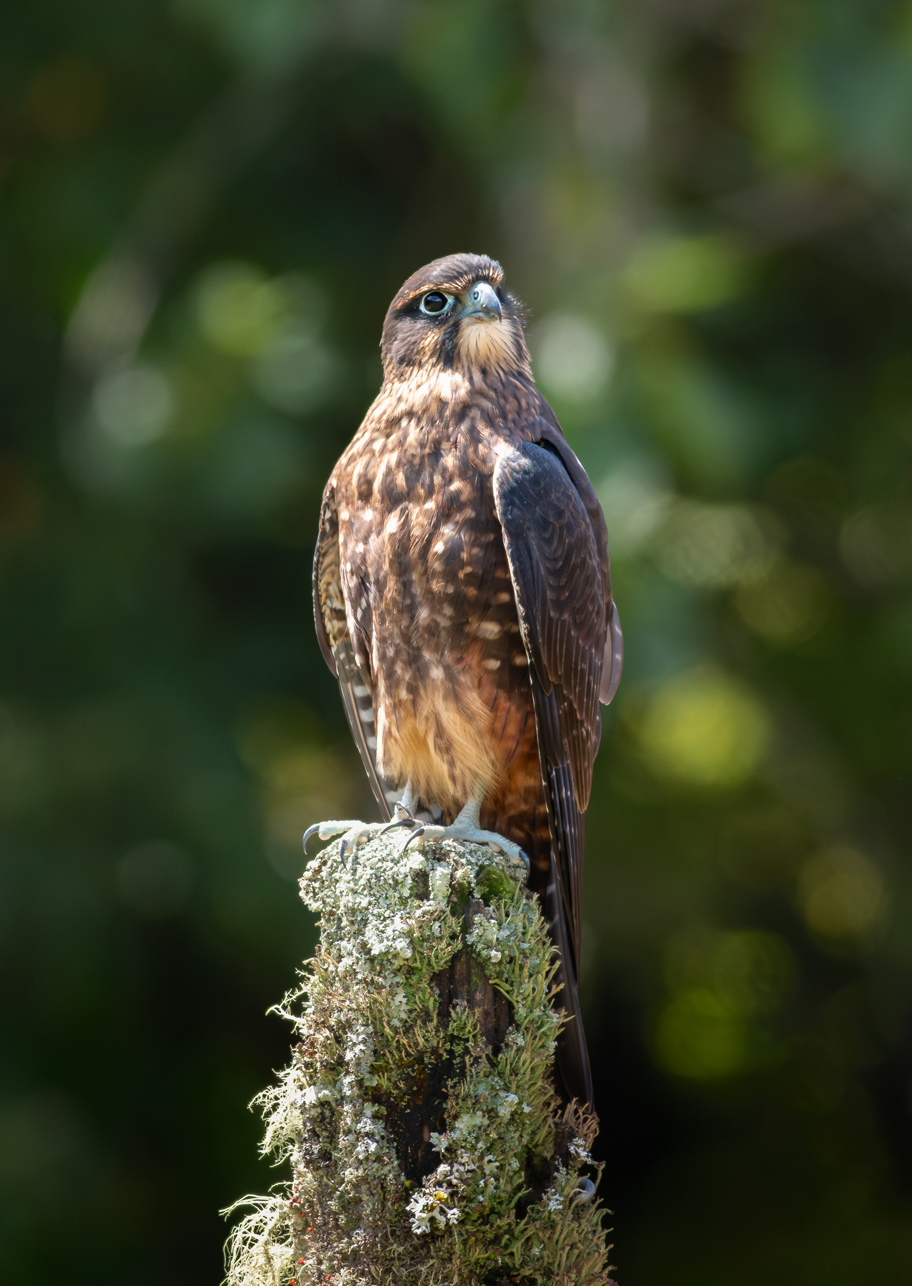© Darren Creighton Photography | West Coast | NZ Falcon