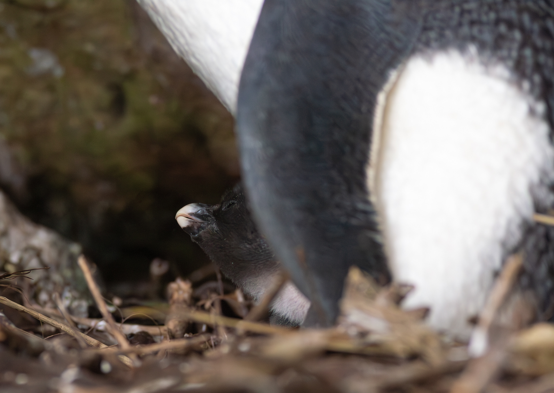 © Darren Creighton Photography  |  West Coast NZ