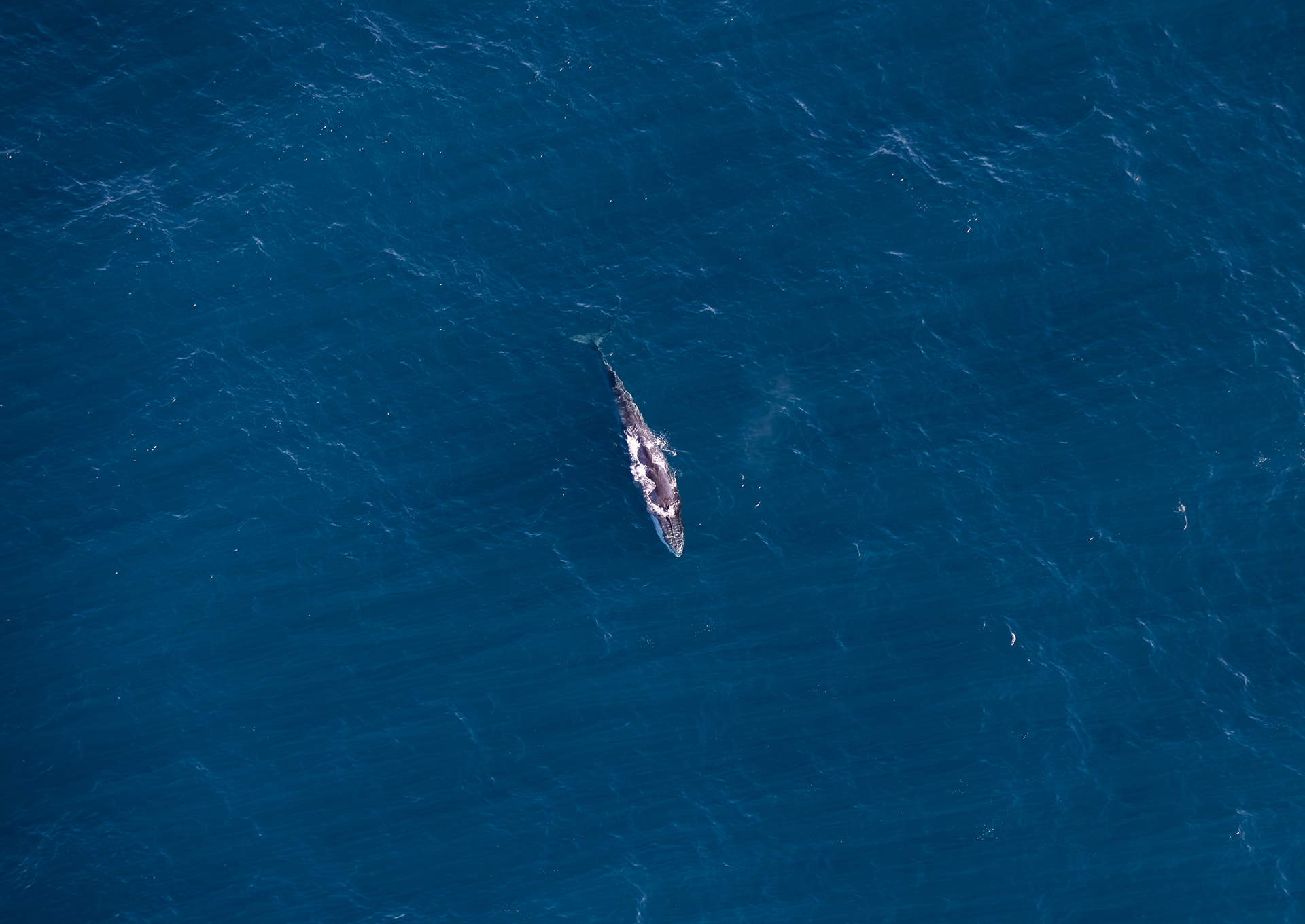 © Darren Creighton Photography | Kaikoura | Fin Whale