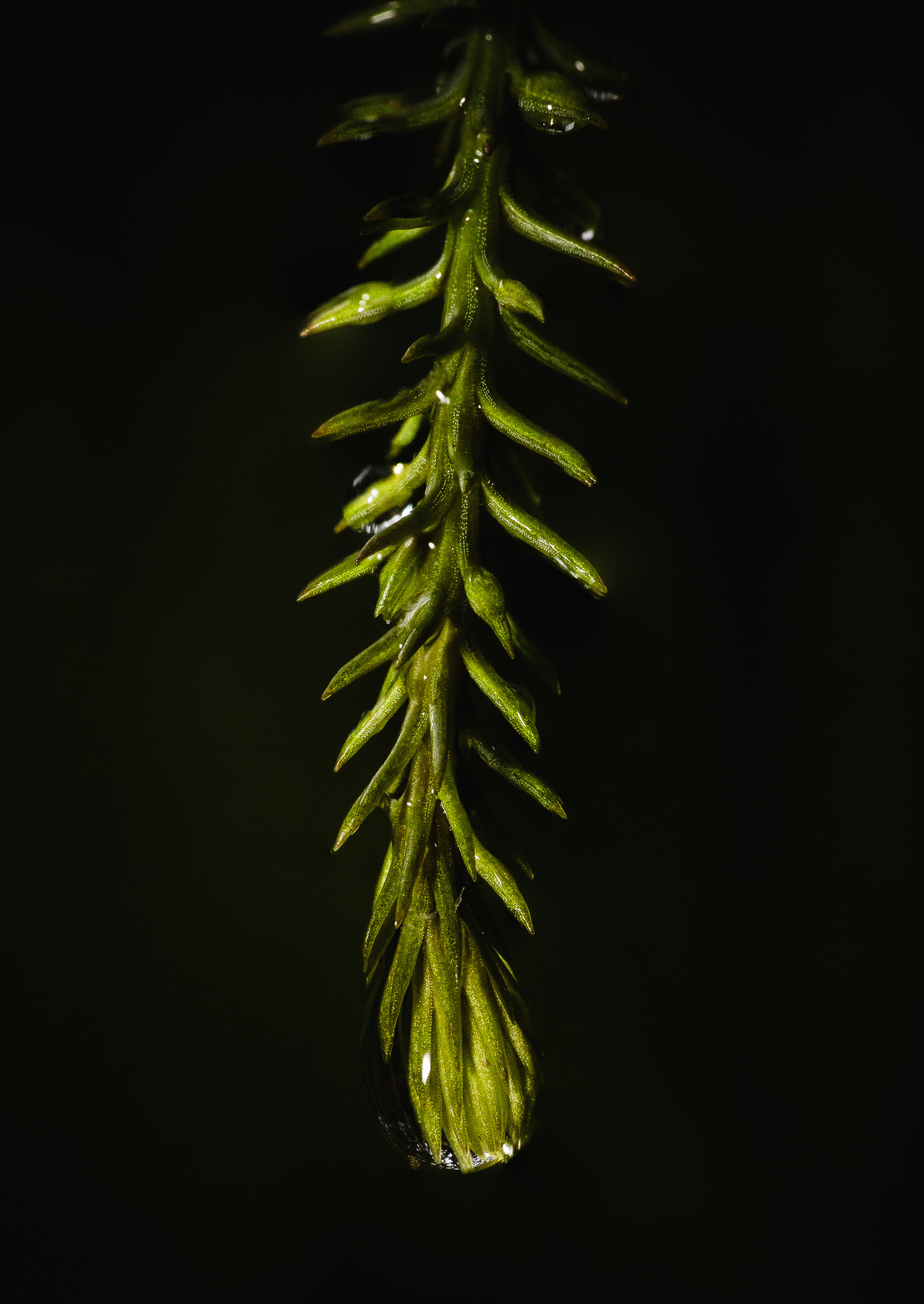 © Darren Creighton Photography | Rakiura | Rimu