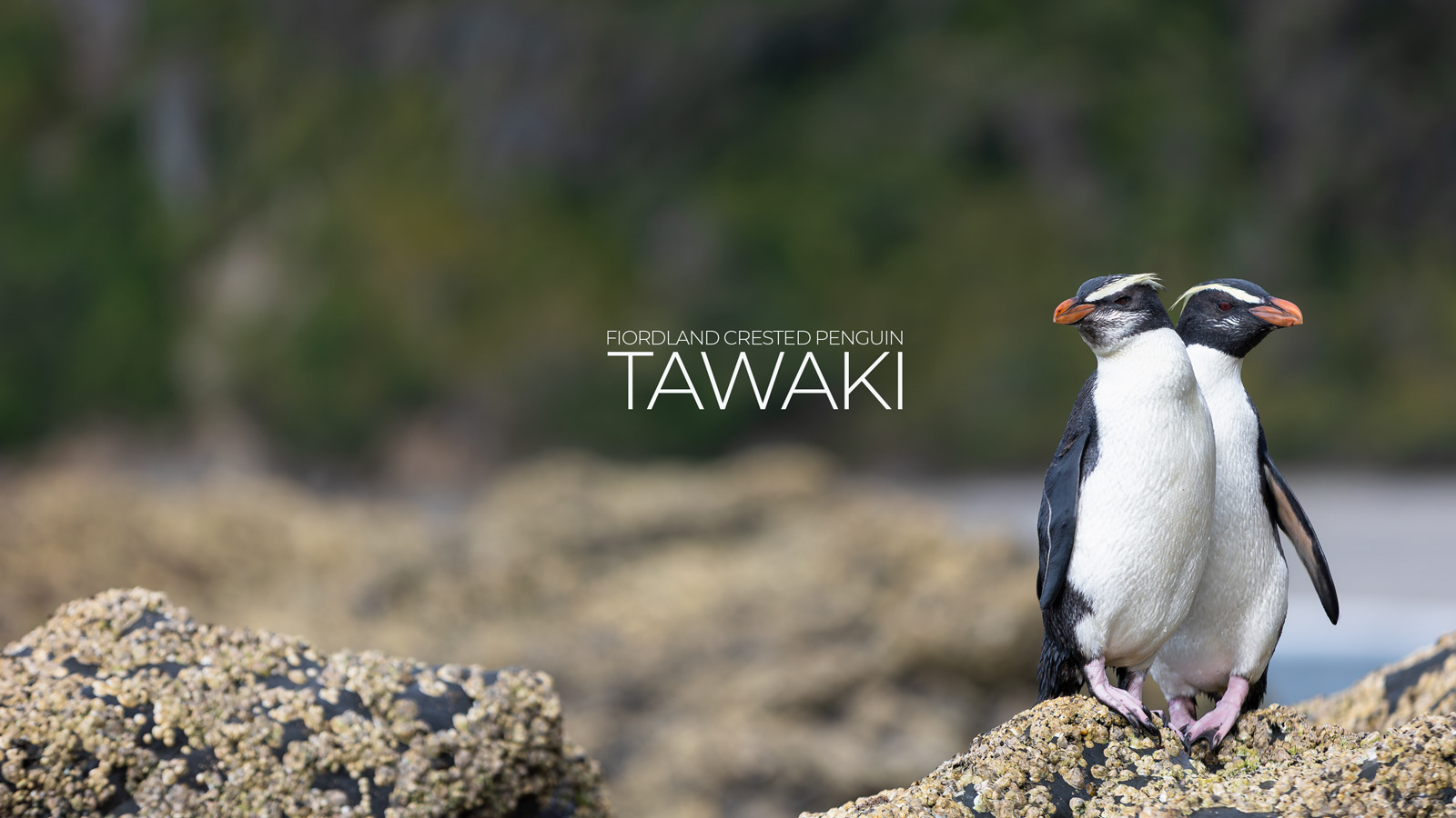 © Darren Creighton Photography  |  Tawaki  |  Fiordland Crested Penguin