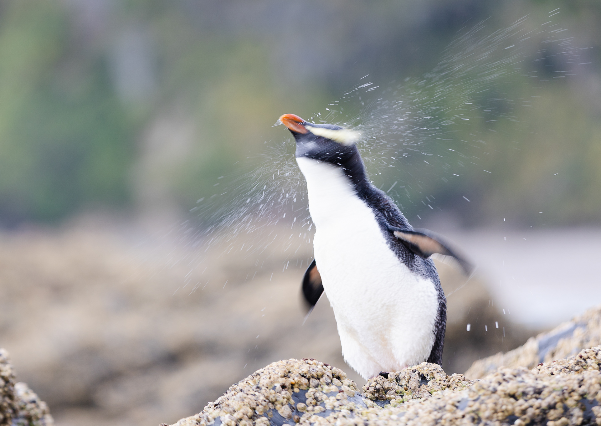 © Darren Creighton Photography | Tawaki | Fiordland Crested Penguin