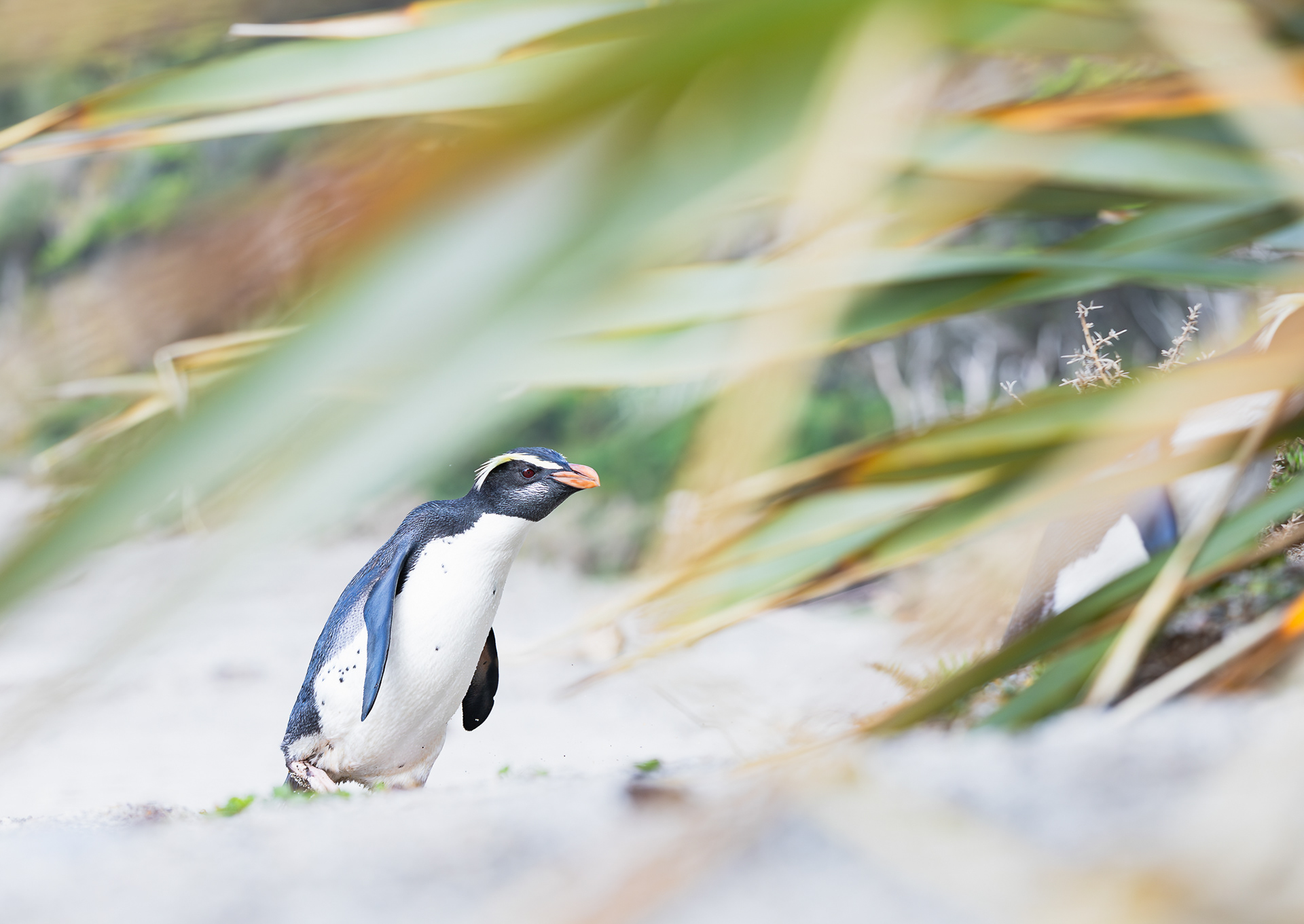 © Darren Creighton Photography | Tawaki | Fiordland Crested Penguin