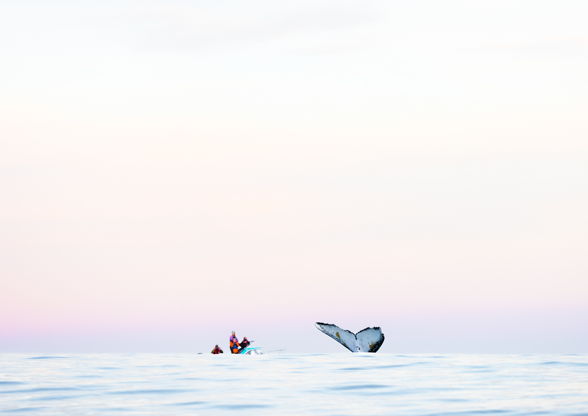 © Darren Creighton Photography | Kaikoura | Humpback Whale