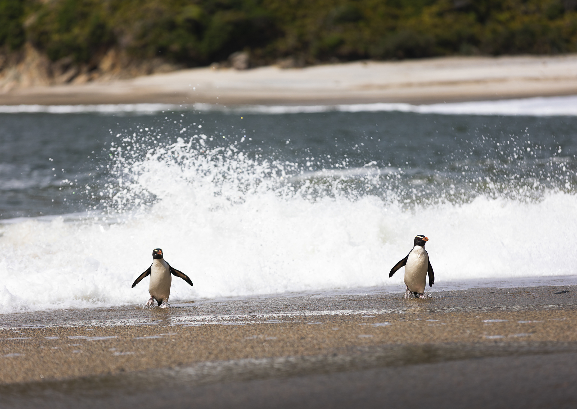 © Darren Creighton Photography | Tawaki | Fiordland Crested Penguin