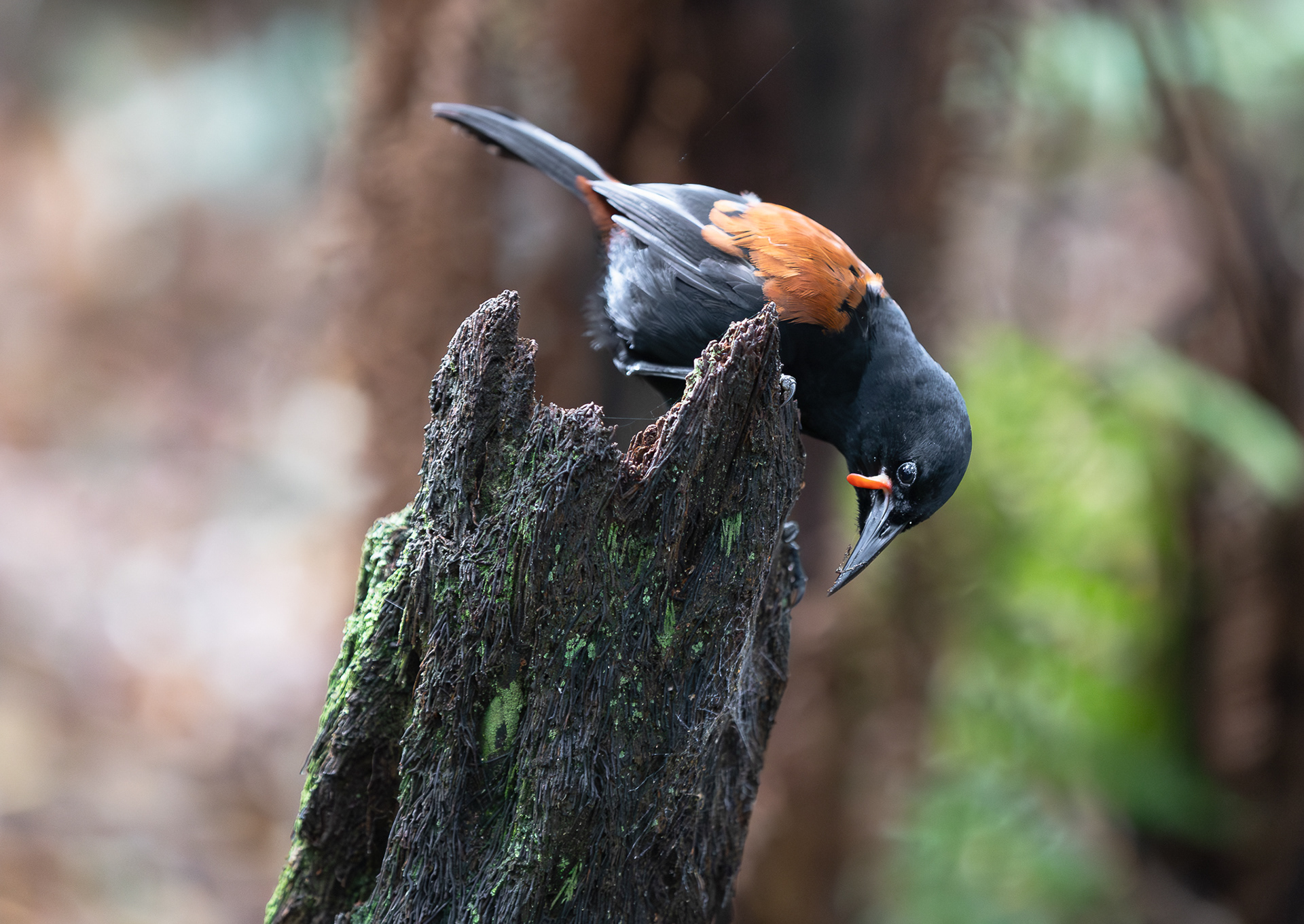 © Darren Creighton Photography  |  Tīeke  |  Saddleback