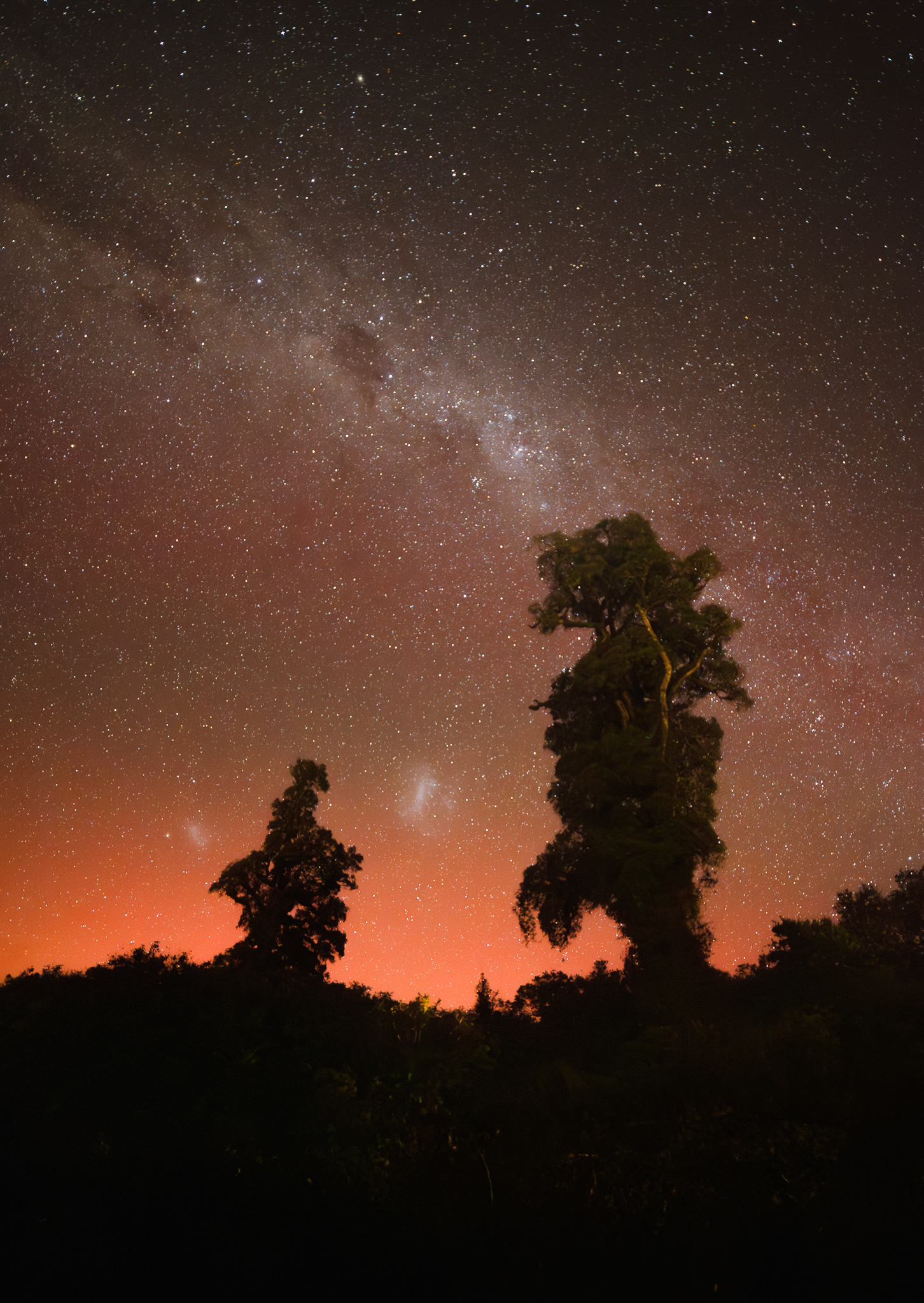 © Darren Creighton Photography  |  South Westland  |  Kahikatea Aurora Australis