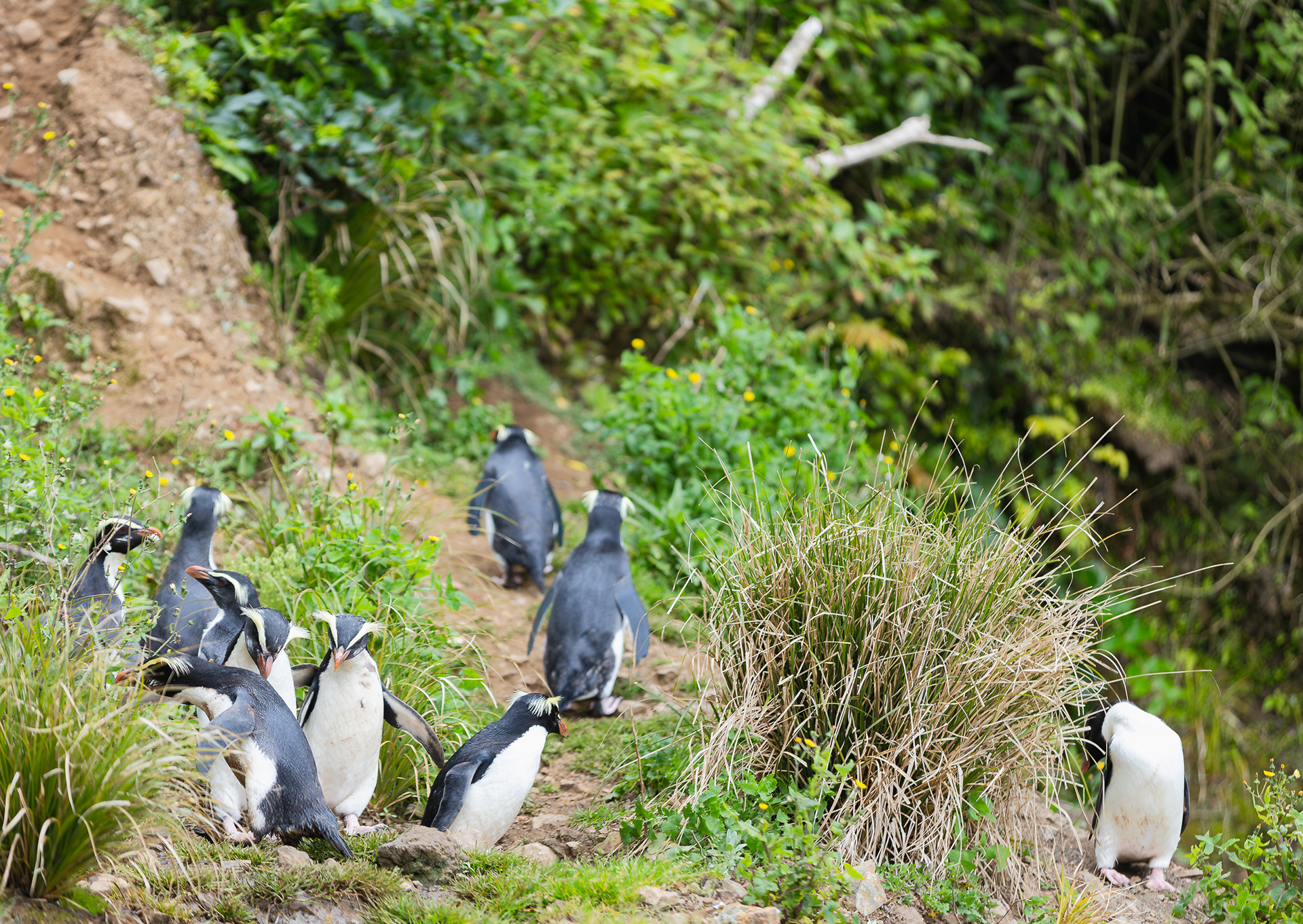 © Darren Creighton Photography | West Coast NZ