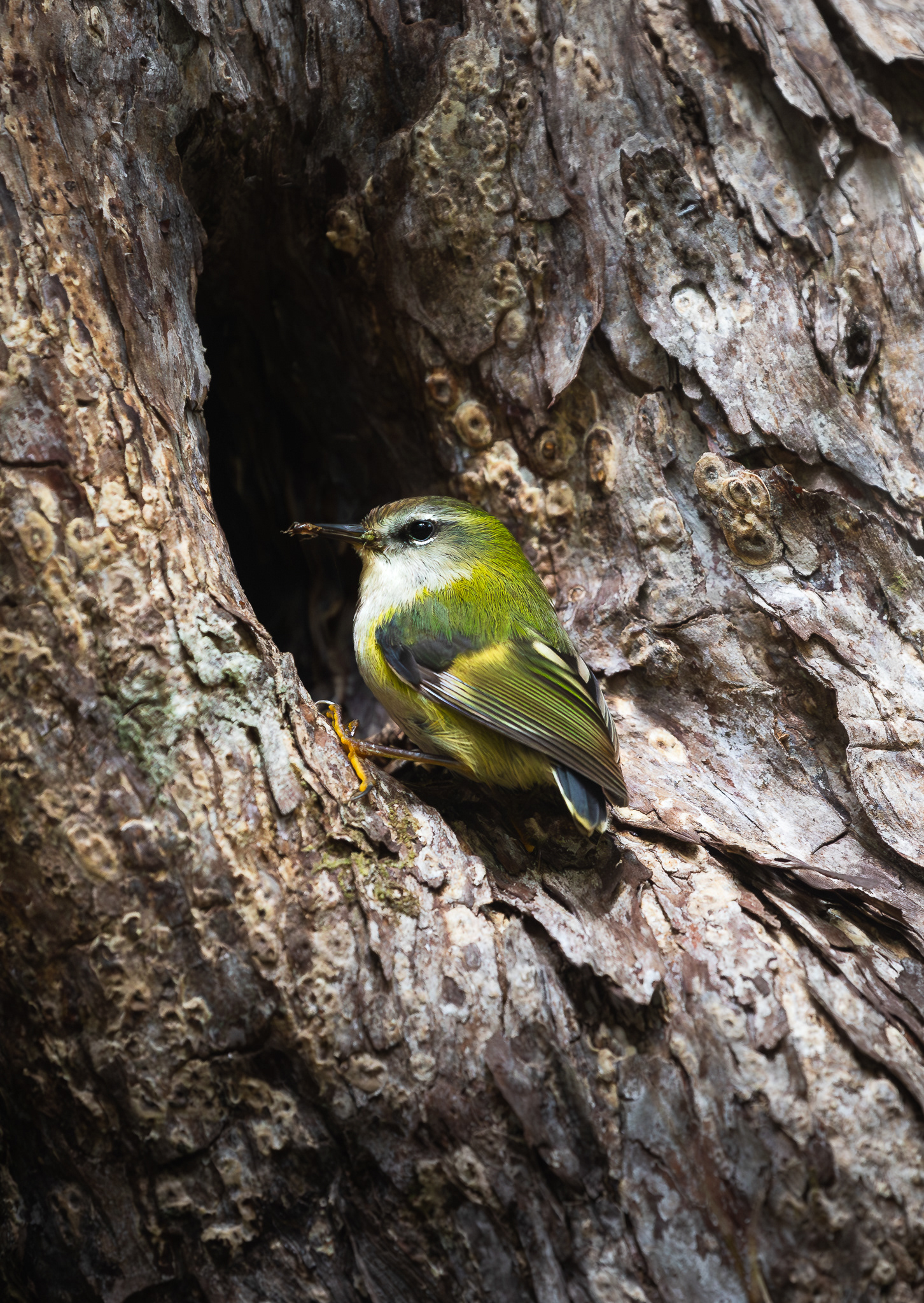 © Darren Creighton Photography  |  Rakiura | Titipounamu | Rifleman