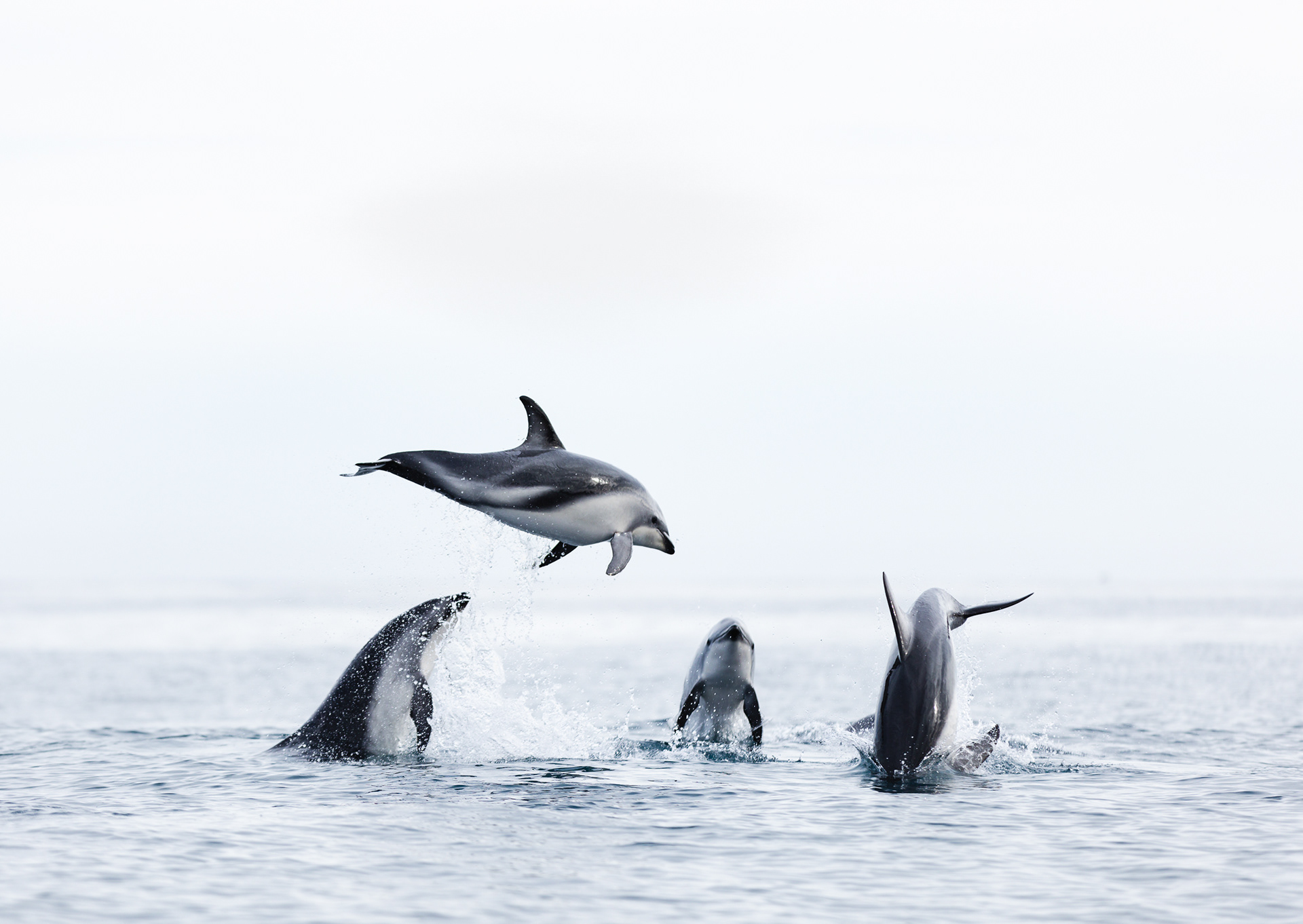 © Darren Creighton Photography | Kaikoura | Dusky Dolphin