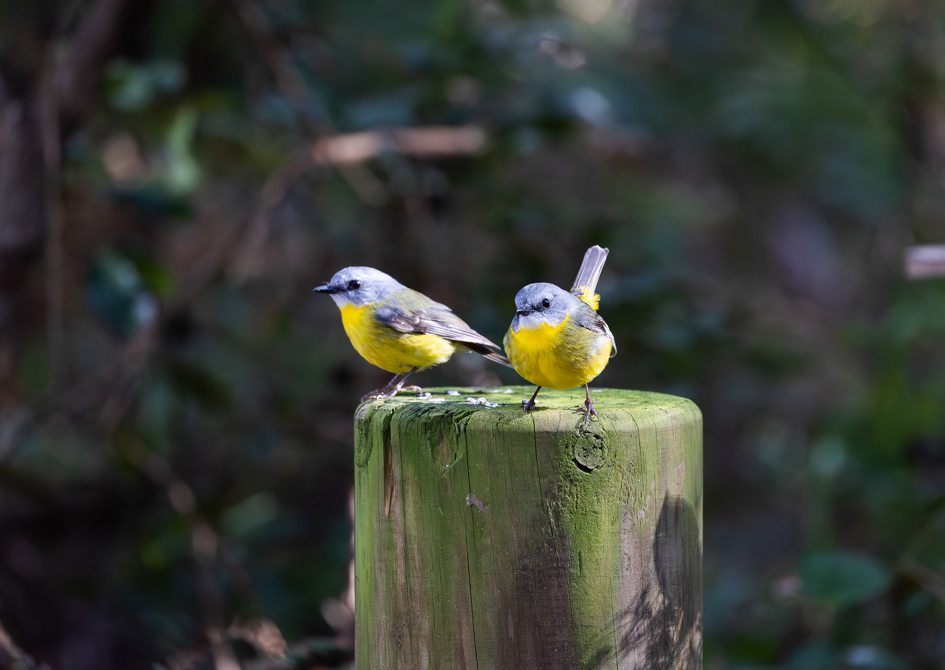 © Darren Creighton Photography | Eastern Yellow Robins at Seal Rocks