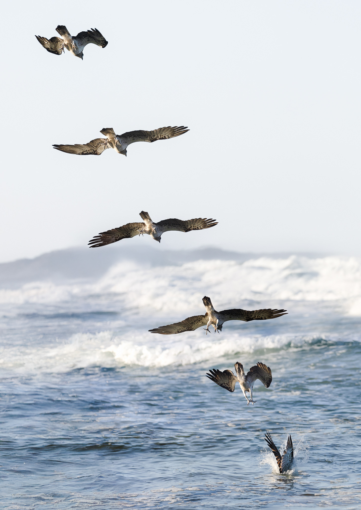 © Darren Creighton Photography  |  Osprey fishing at Minnie Water