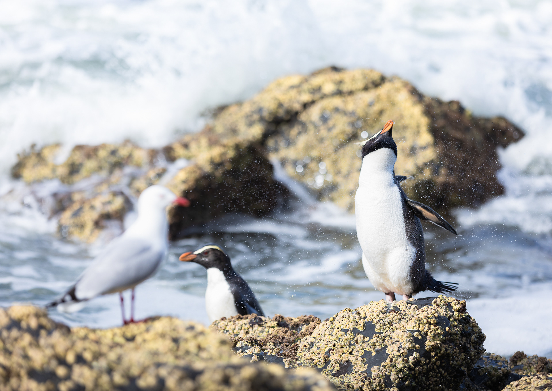 © Darren Creighton Photography | Tawaki | Fiordland Crested Penguin