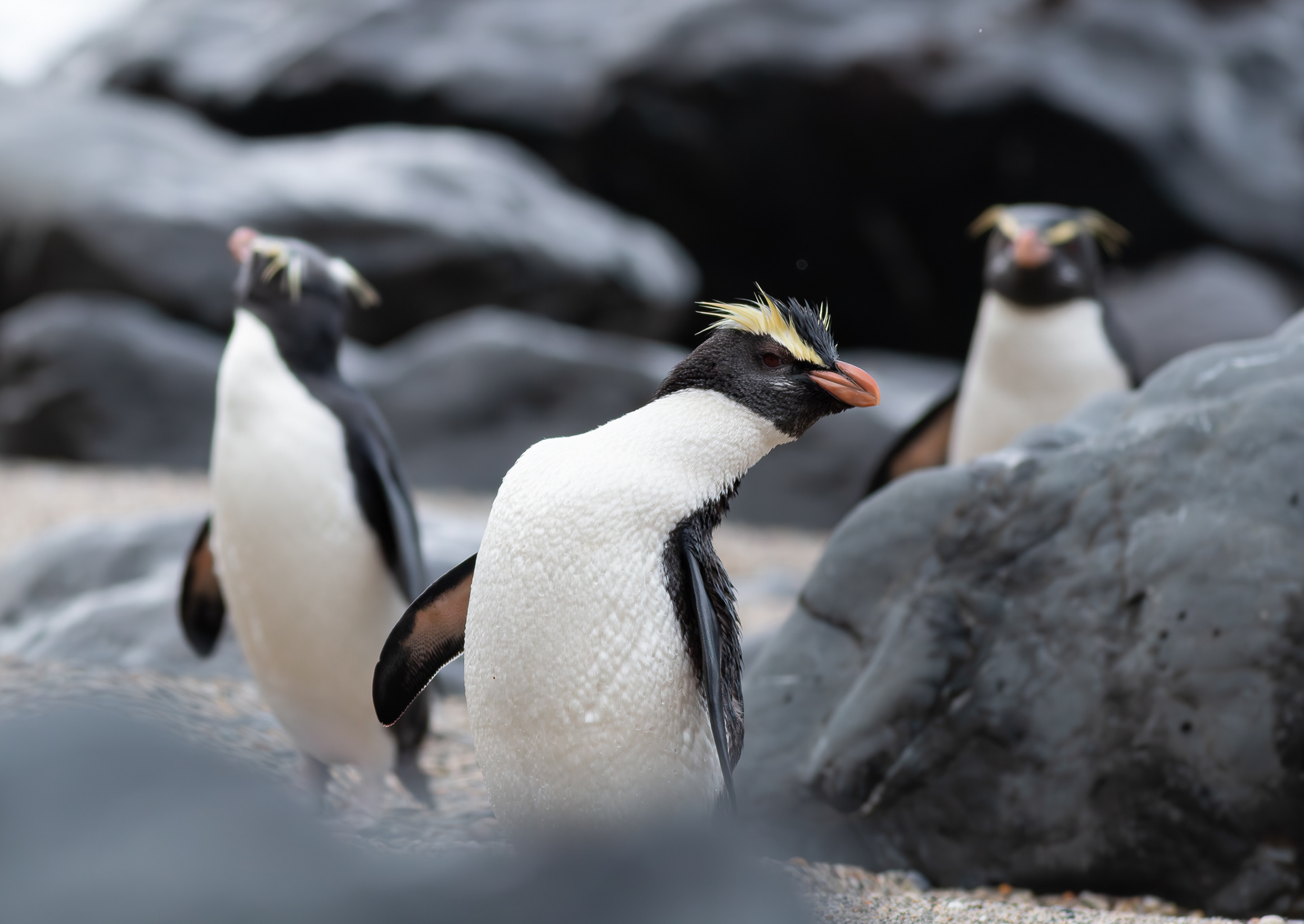 © Darren Creighton Photography | Tawaki | Fiordland Crested Penguin