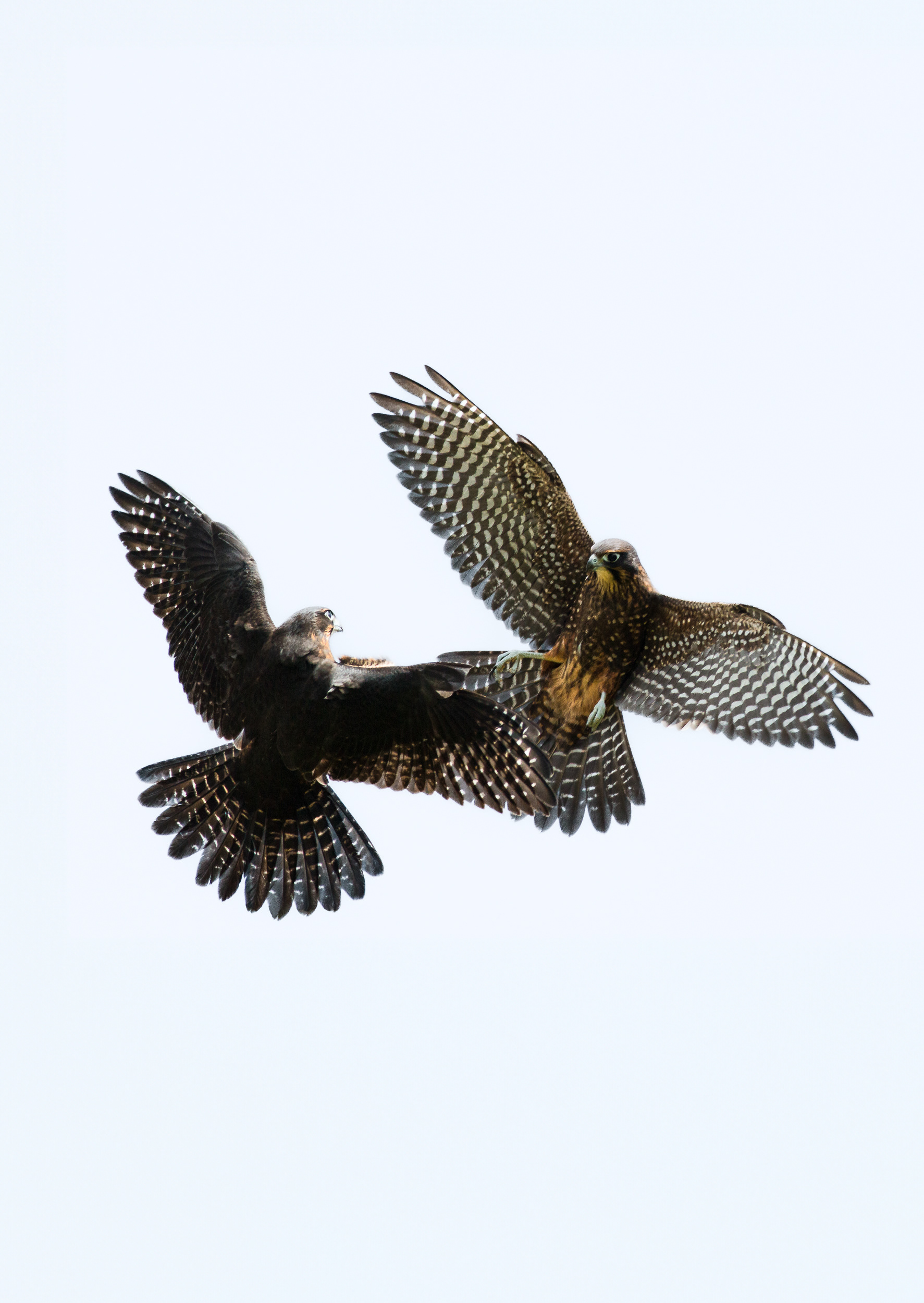 © Darren Creighton Photography | West Coast | NZ Falcon