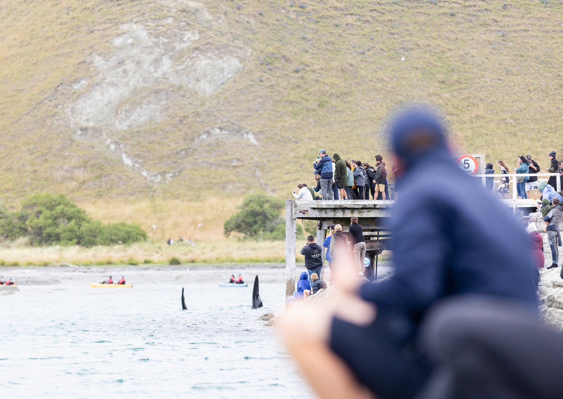 © Darren Creighton Photography  |  Kaikoura