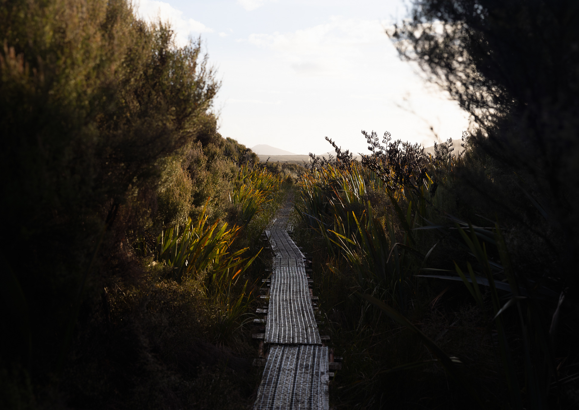 © Darren Creighton Photography  |  Rakiura  |  Track to Mason Bay