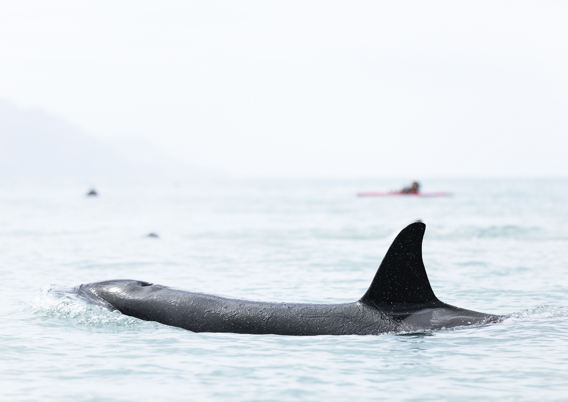 © Darren Creighton Photography  |  Kaikoura  |  Orca