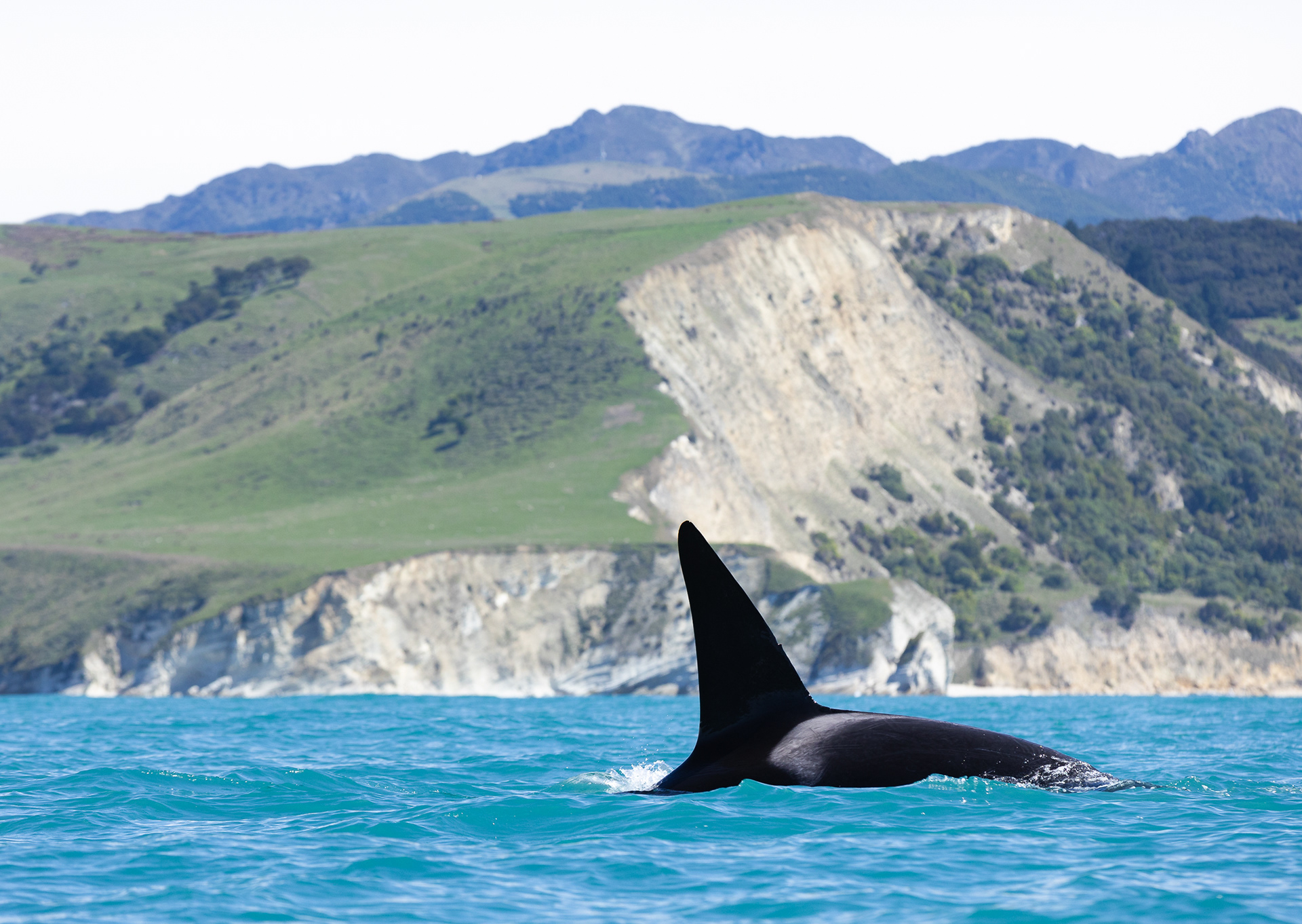 © Darren Creighton Photography | Kaikoura | Orca