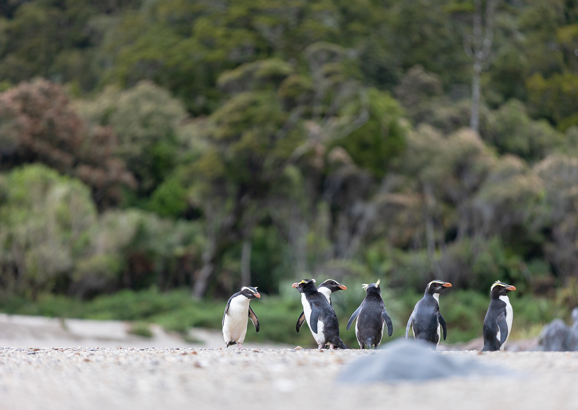 © Darren Creighton Photography | Tawaki | Fiordland Crested Penguin