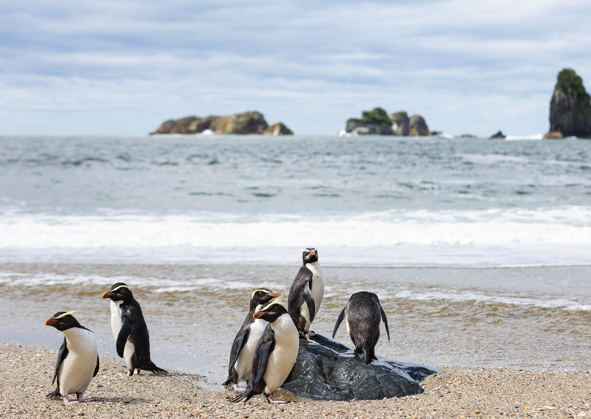 © Darren Creighton Photography | Tawaki | Fiordland Crested Penguin