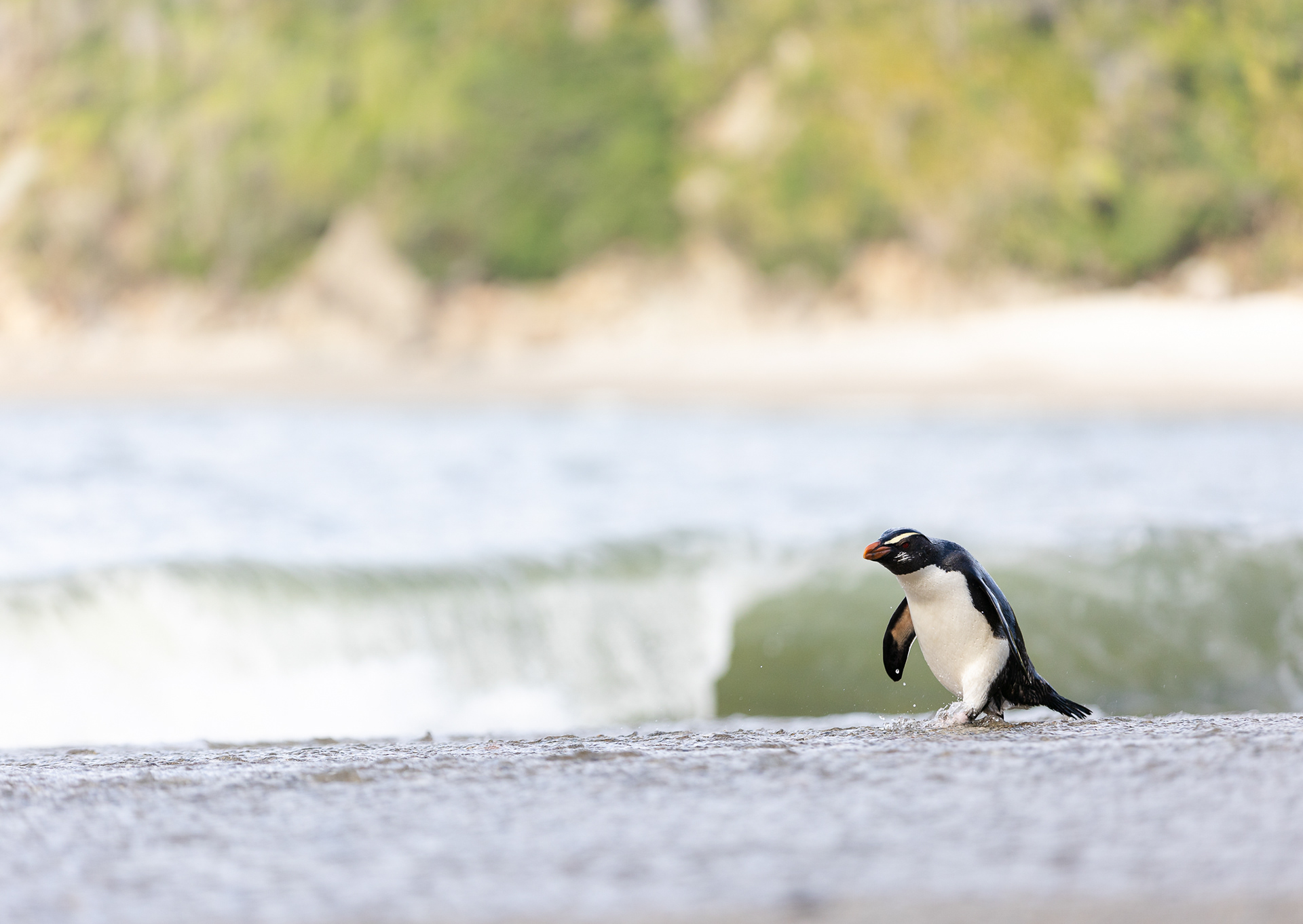 © Darren Creighton Photography | West Coast NZ