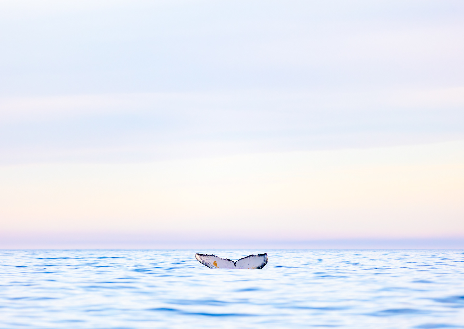© Darren Creighton Photography | Kaikoura | Humpback Whale