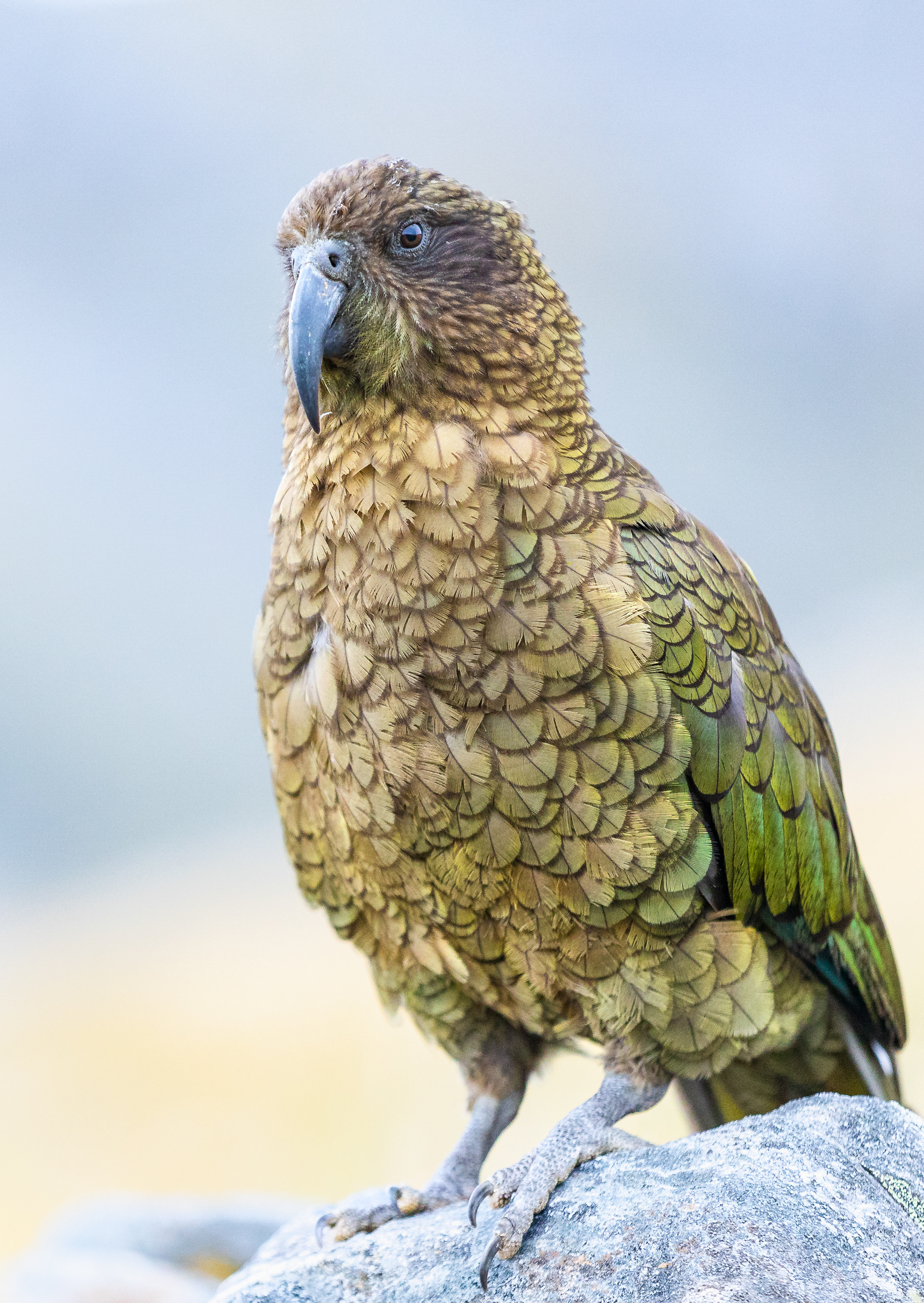 © Darren Creighton Photography | West Coast | Kea