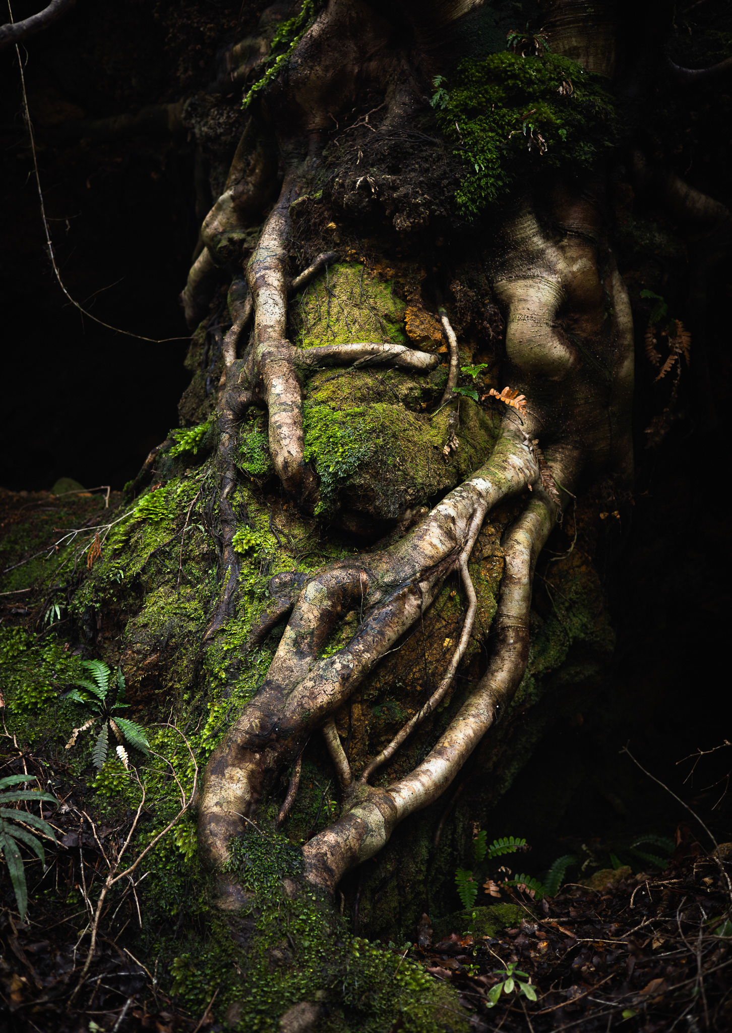 © Darren Creighton Photography  |  Rakiura