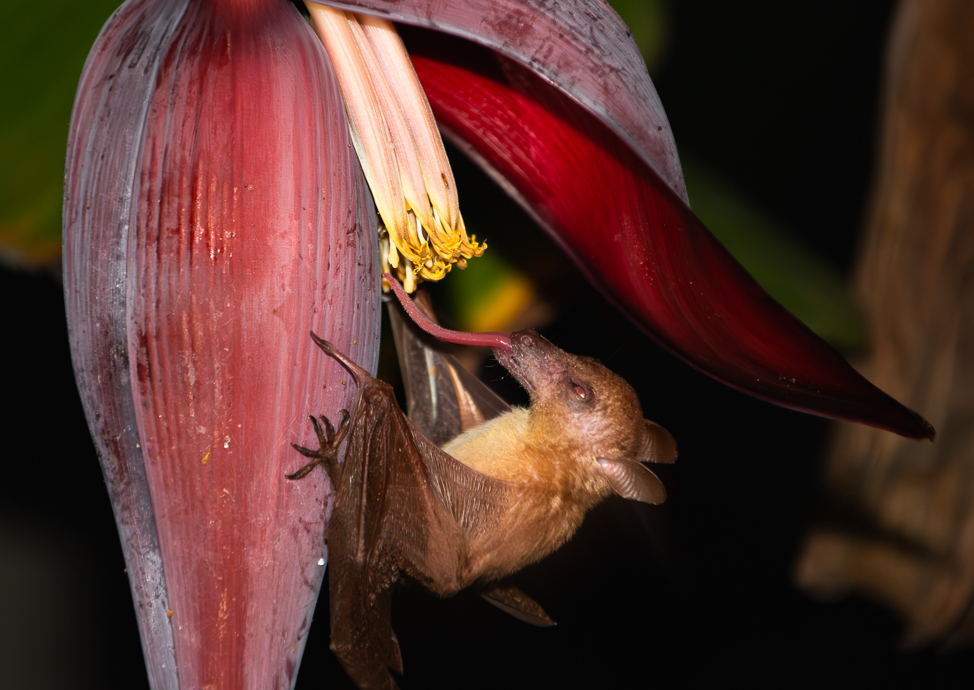 © Darren Creighton Photography  |  Malaysian Borneo  |  Tampat Do Aman