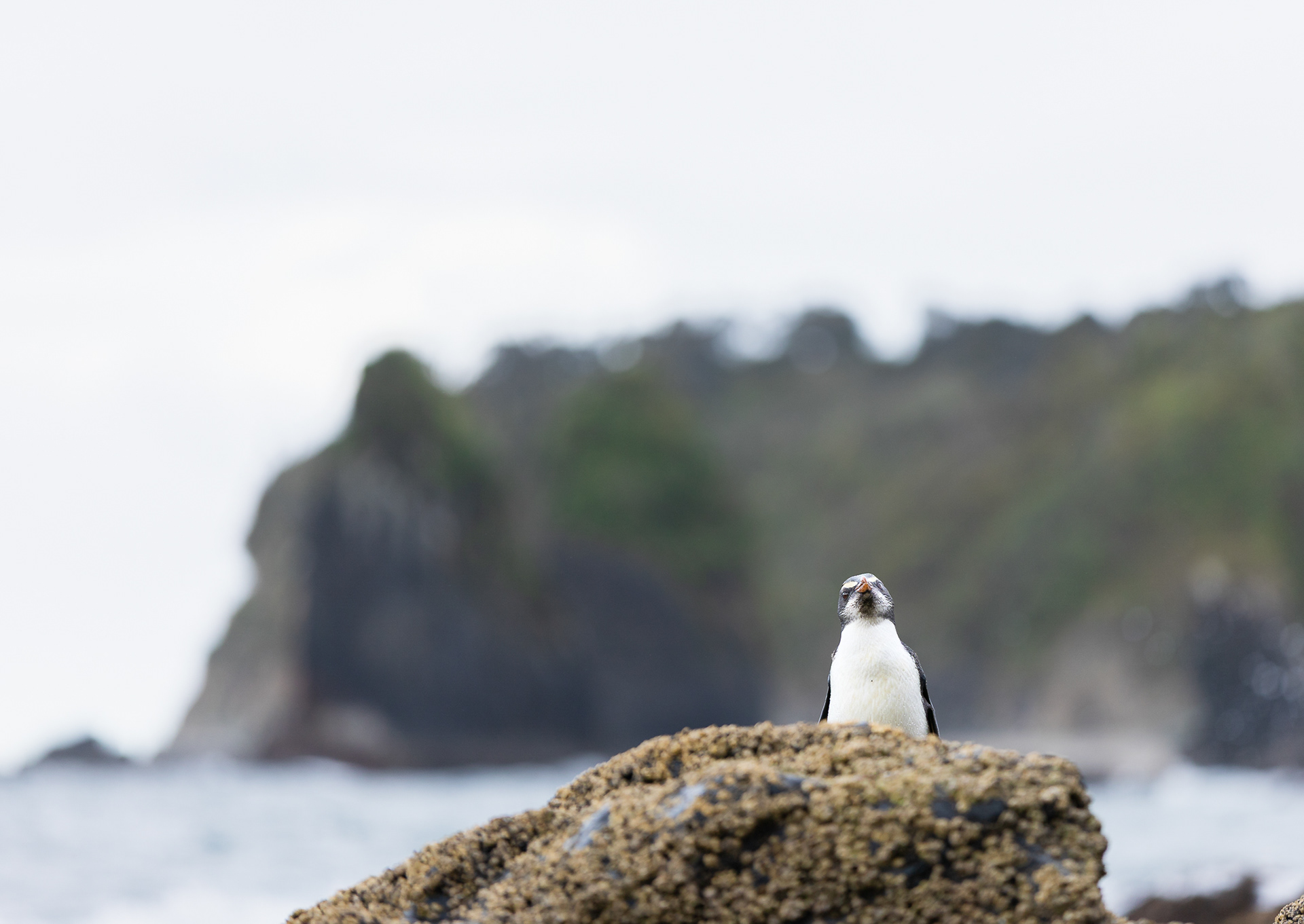 © Darren Creighton Photography | Tawaki | Fiordland Crested Penguin