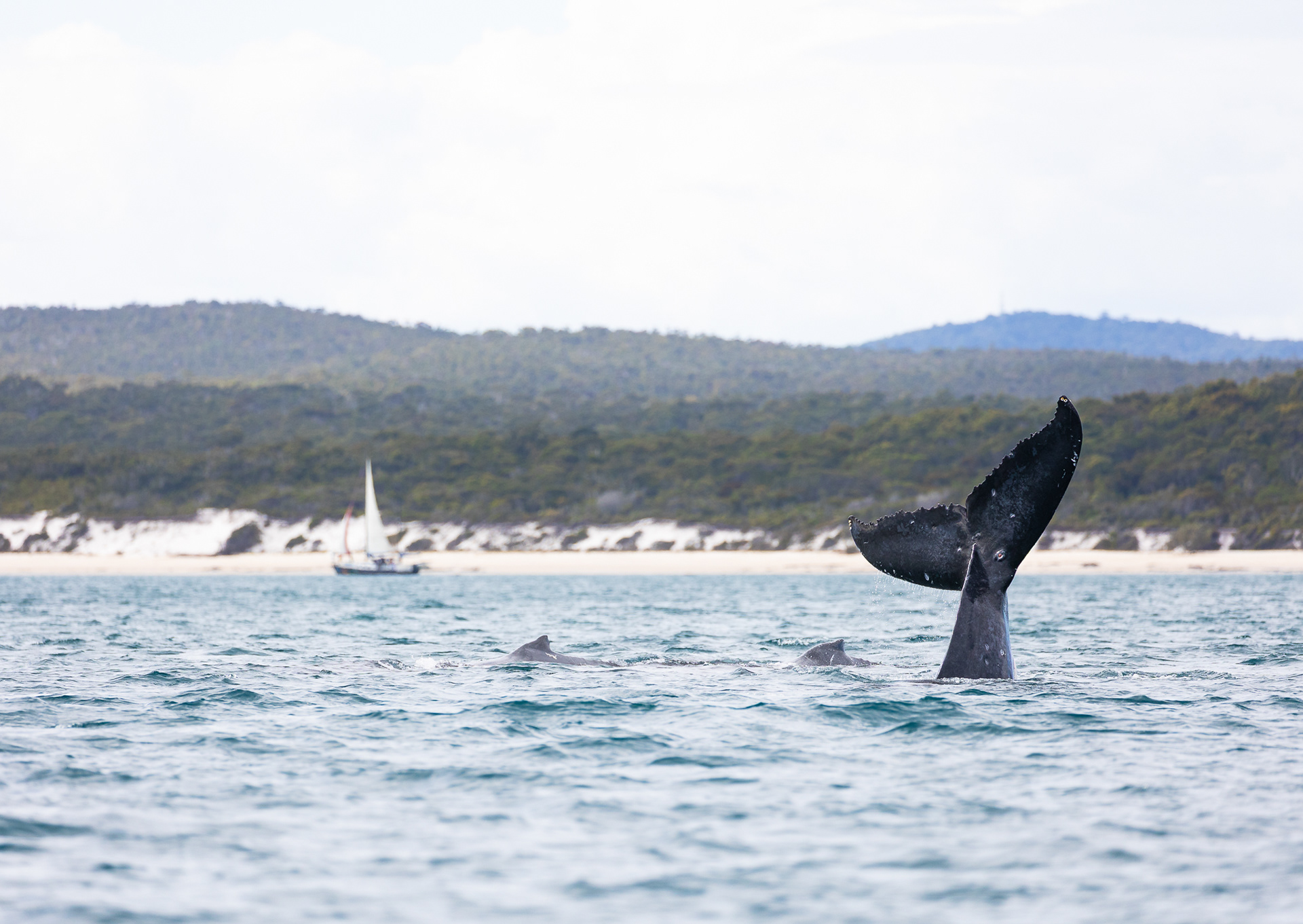 © Darren Creighton Photography | Humpback Whale off the coast of K'gari