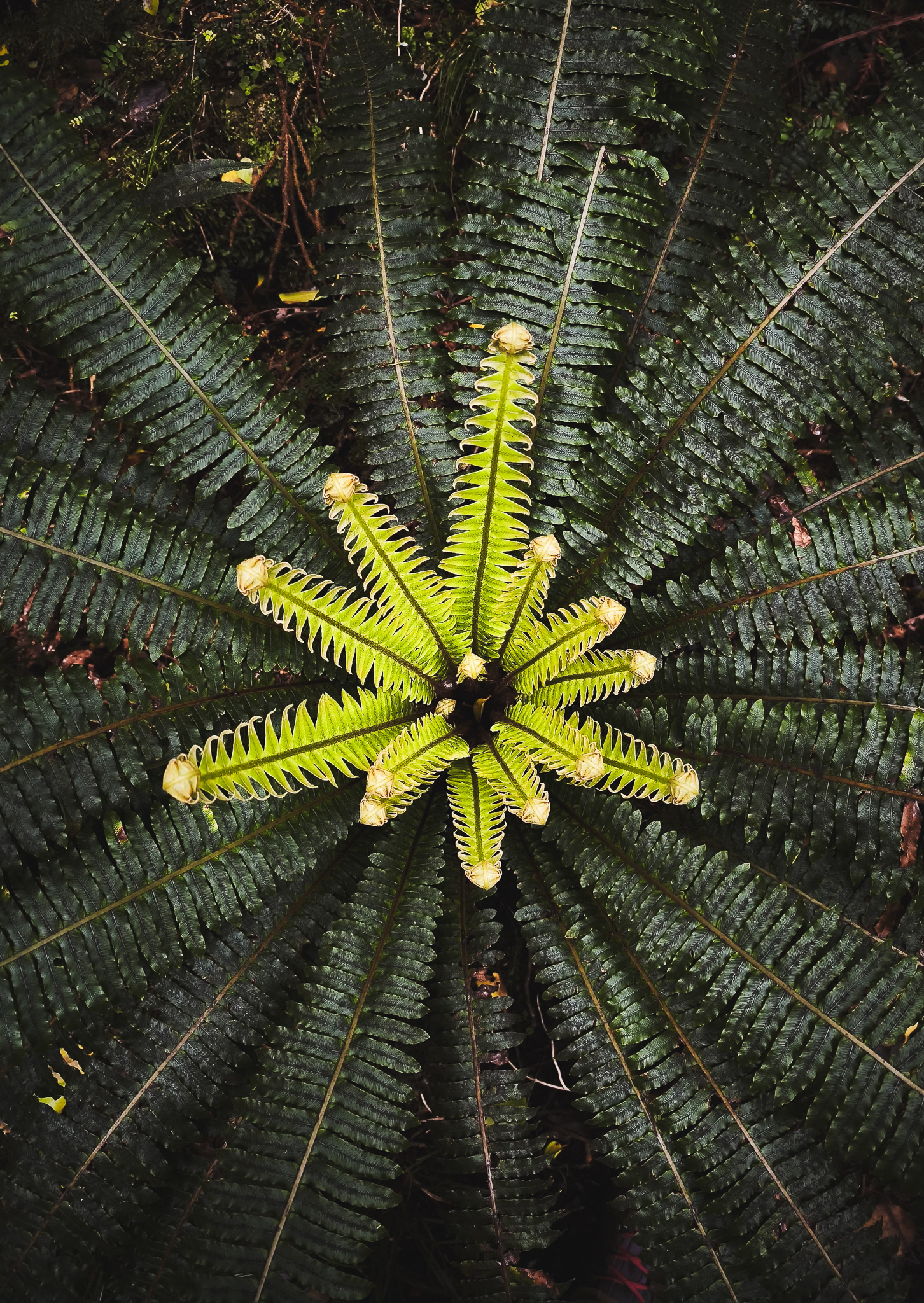 © Darren Creighton Photography | Rakiura | Crown Fern