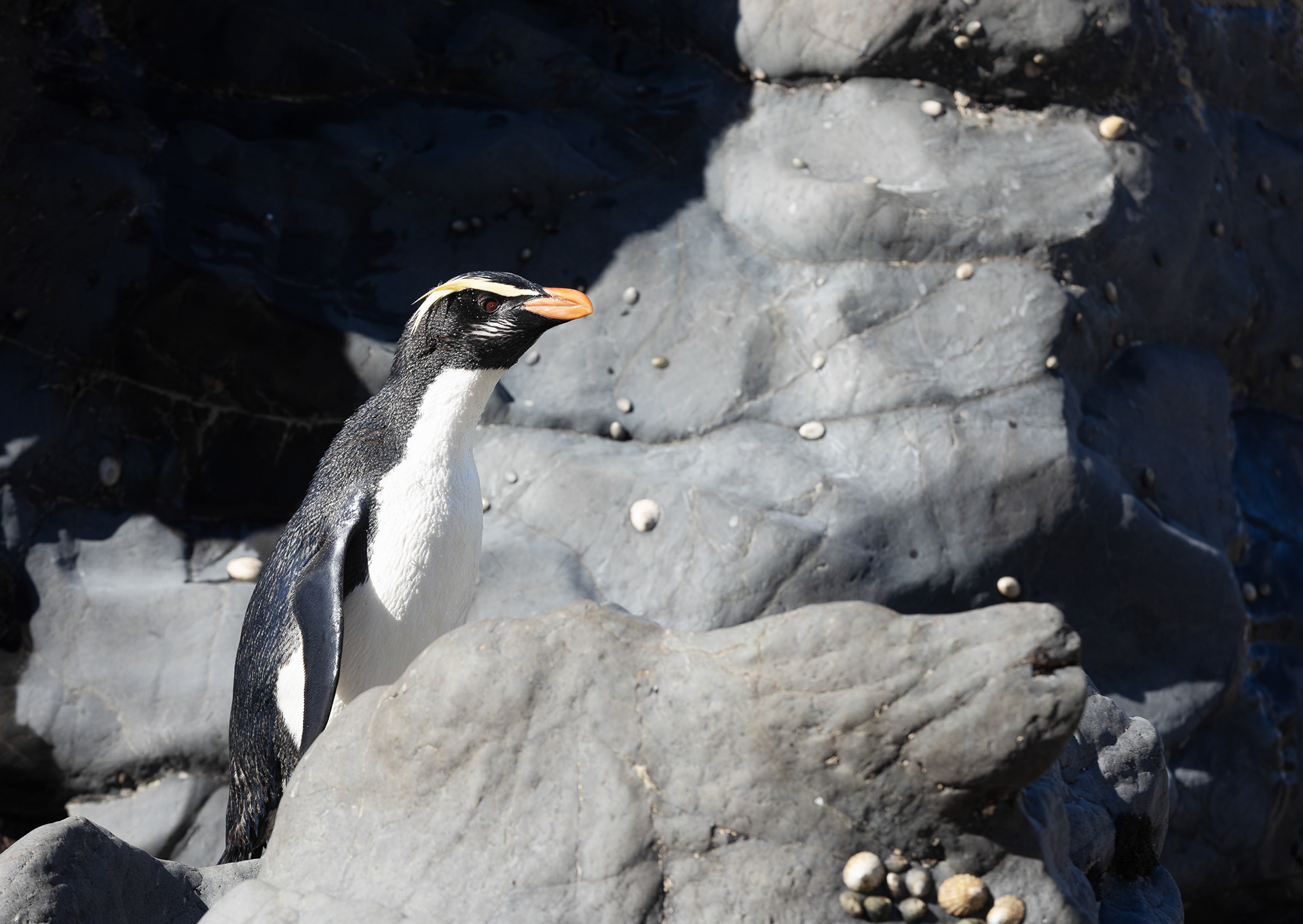 © Darren Creighton Photography  |  West Coast NZ