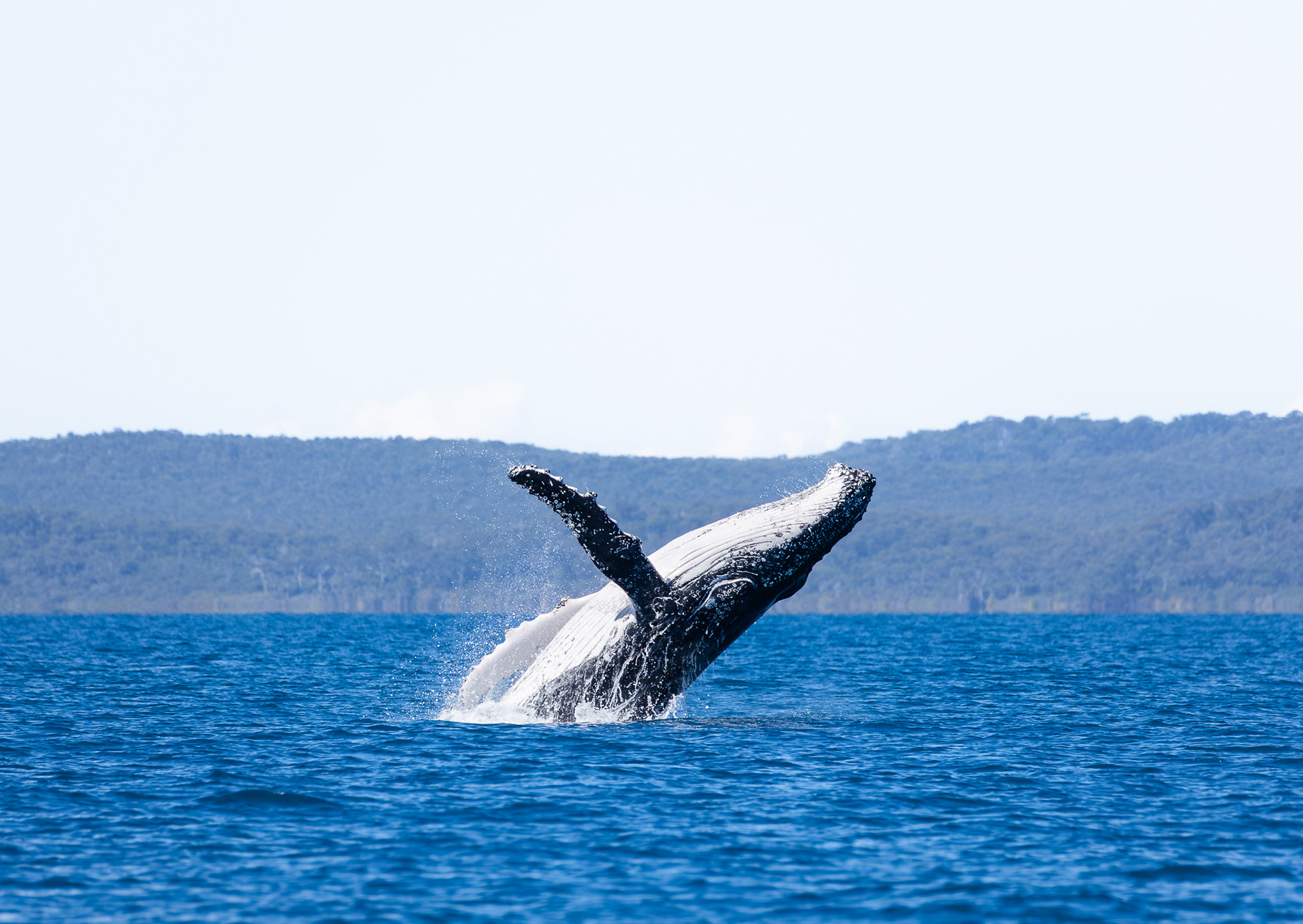 © Darren Creighton Photography  |  Humpback Whale off the coast of K'gari