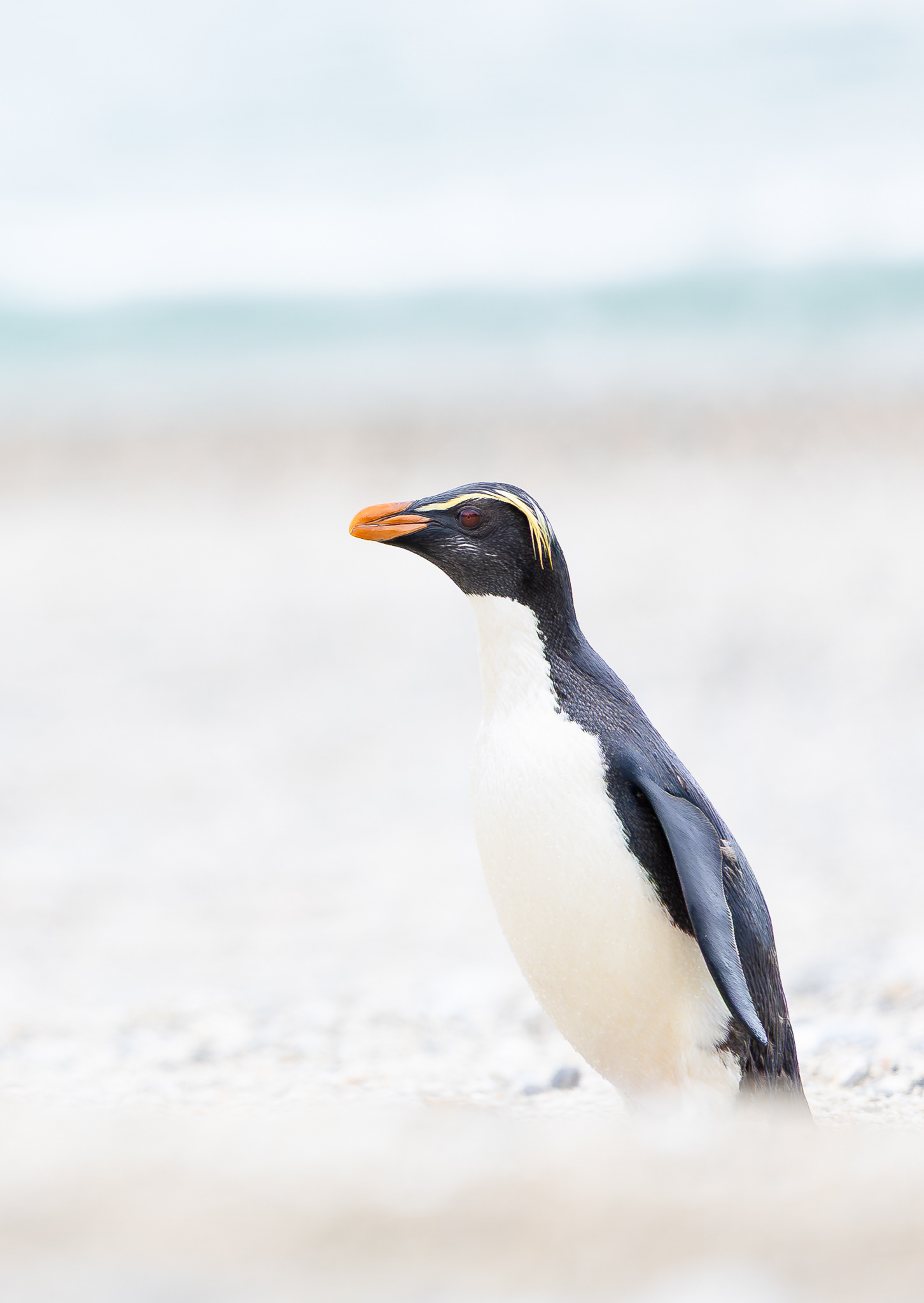 © Darren Creighton Photography | Tawaki | Fiordland Crested Penguin