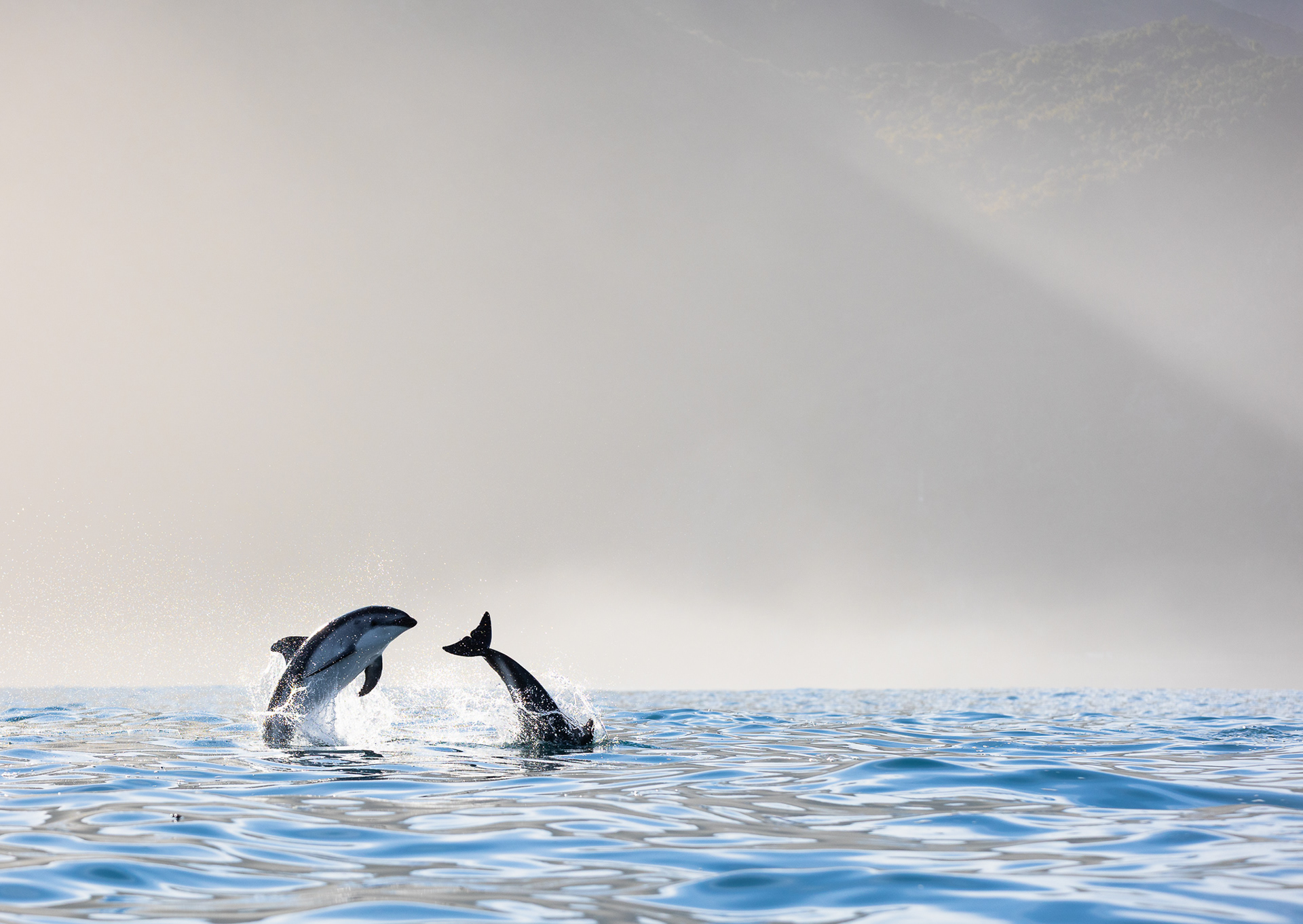 © Darren Creighton Photography  |  Kaikoura  |  Dusky Dolphins