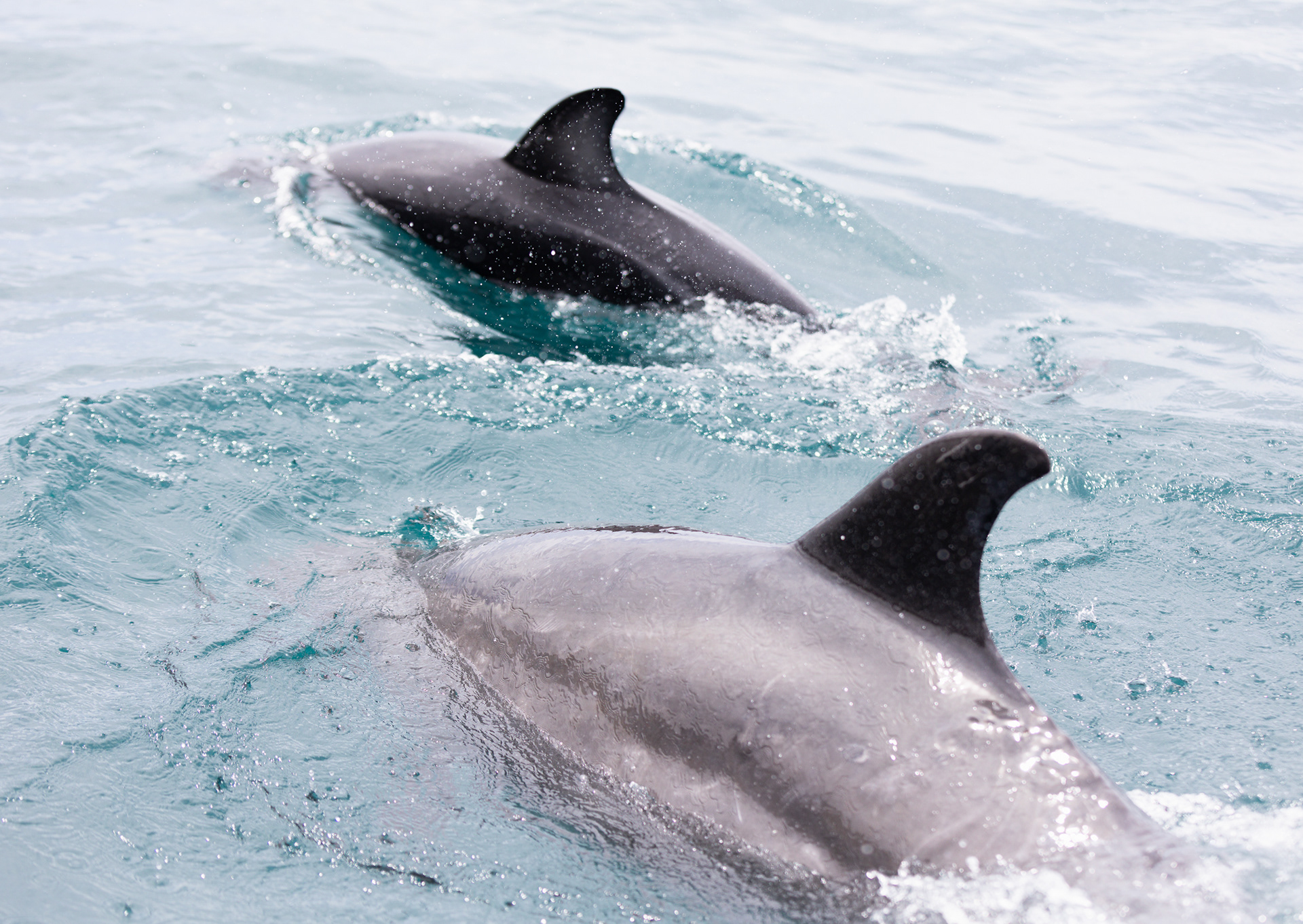 © Darren Creighton Photography | Kaikoura