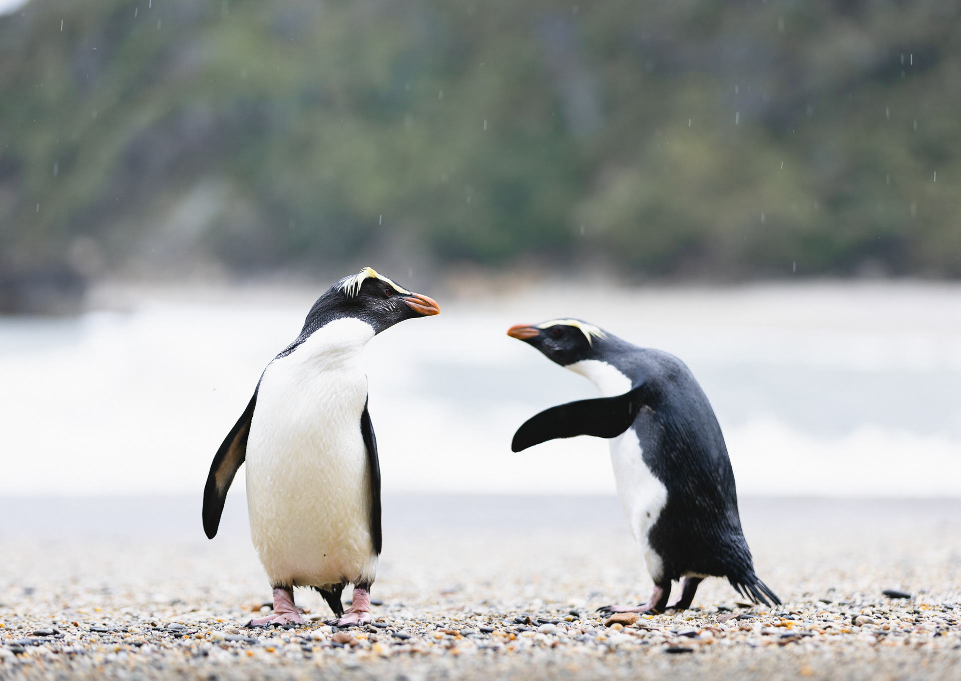 © Darren Creighton Photography | Tawaki | Fiordland Crested Penguin