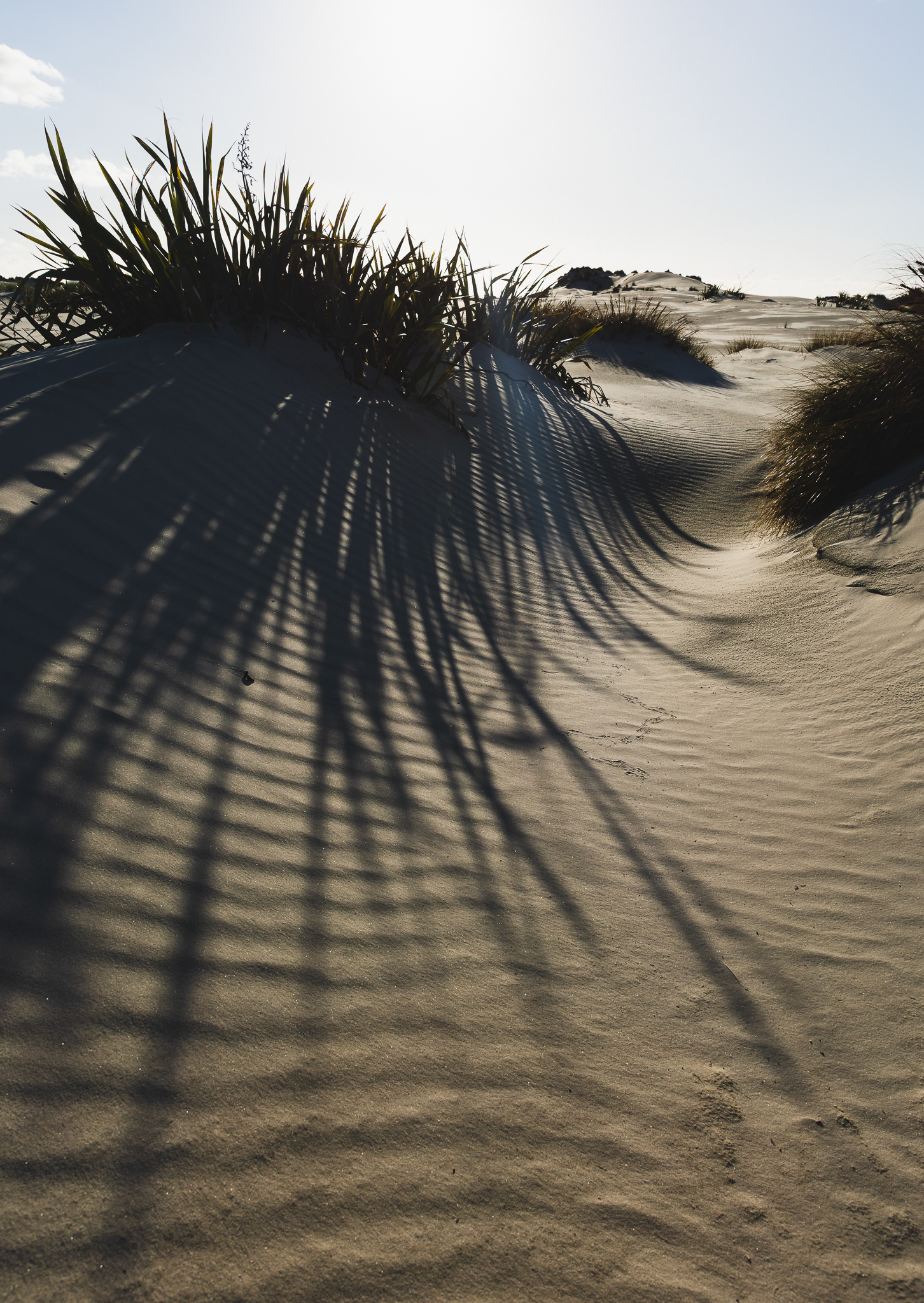 © Darren Creighton Photography  |  Rakiura  |  Mason Bay sand dunes
