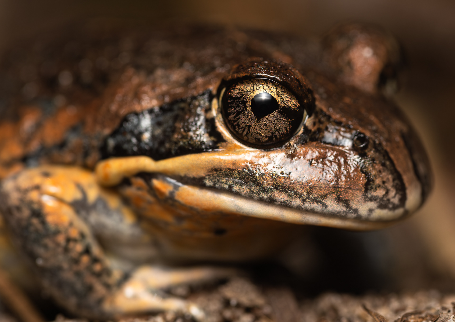 © Darren Creighton Photography  |  Scarlet-sided Banjo Frog at Minnie Water