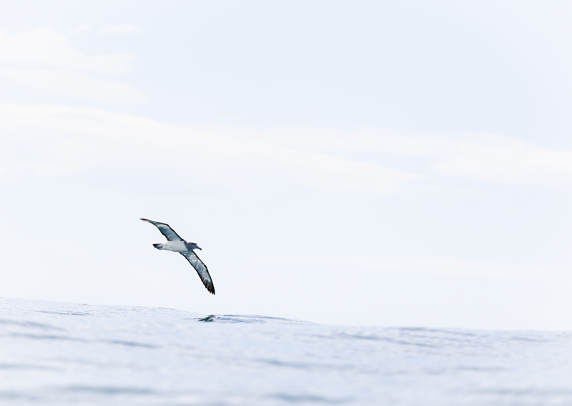 © Darren Creighton Photography | Kaikoura | Albatross