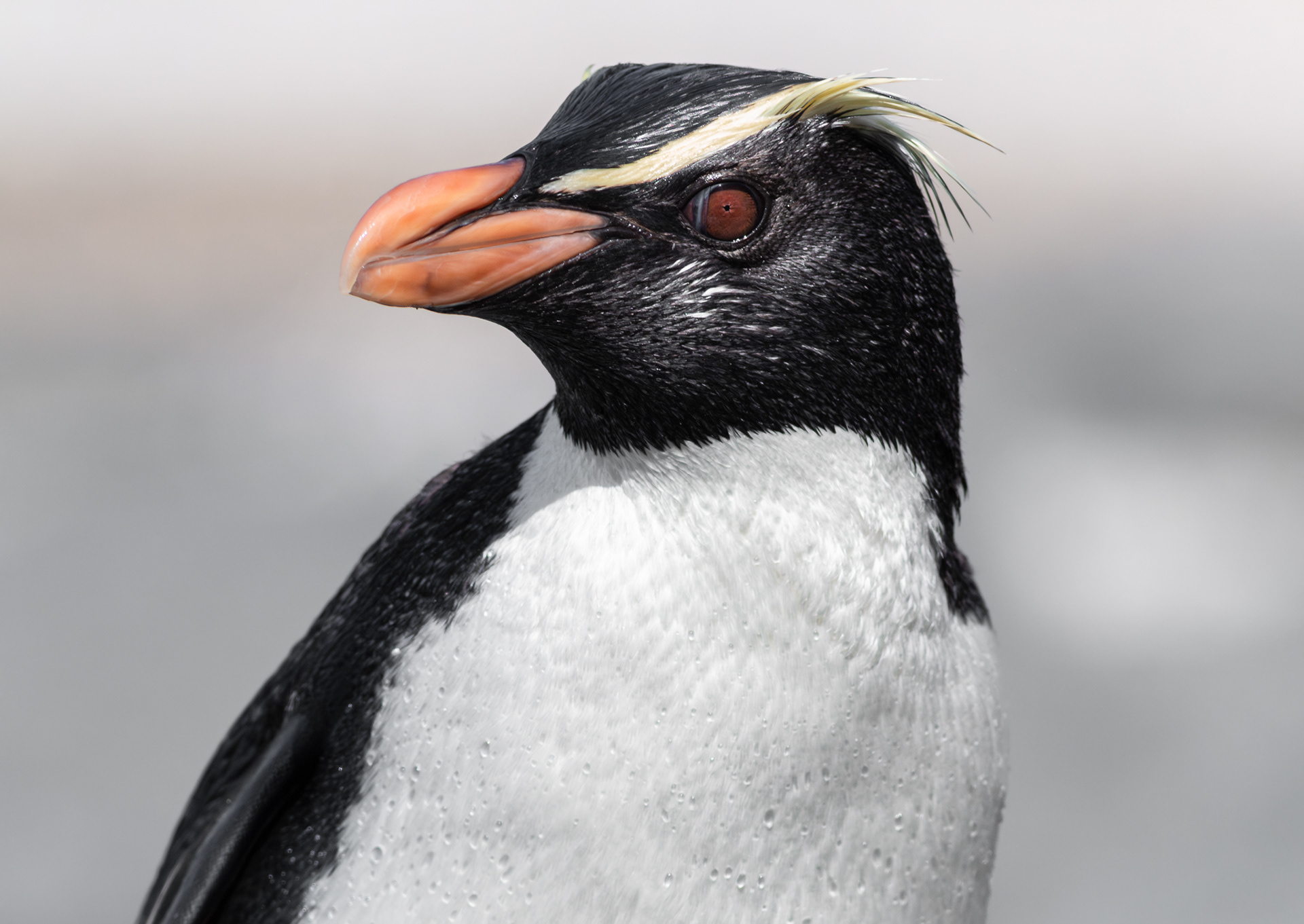 © Darren Creighton Photography  |  Tawaki  |  Fiordland Crested Penguin