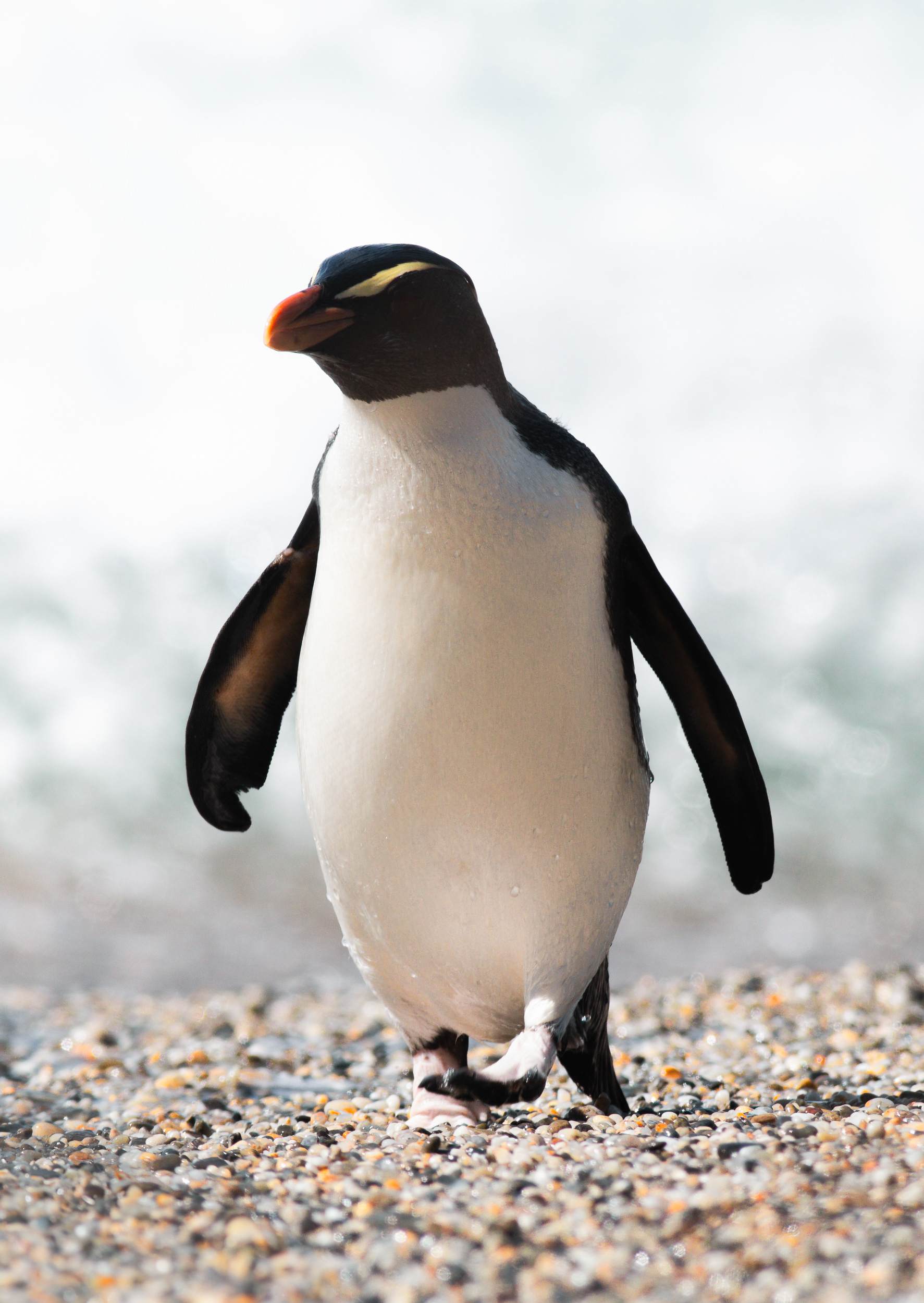 © Darren Creighton Photography  |  South Westland  |  Tawaki  |  Fiordland Crested Penguin
