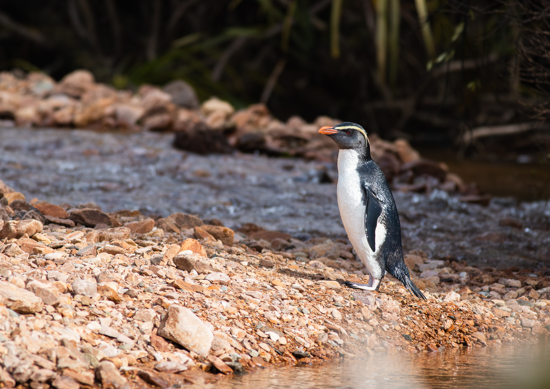 © Darren Creighton Photography | Tawaki | Fiordland Crested Penguin